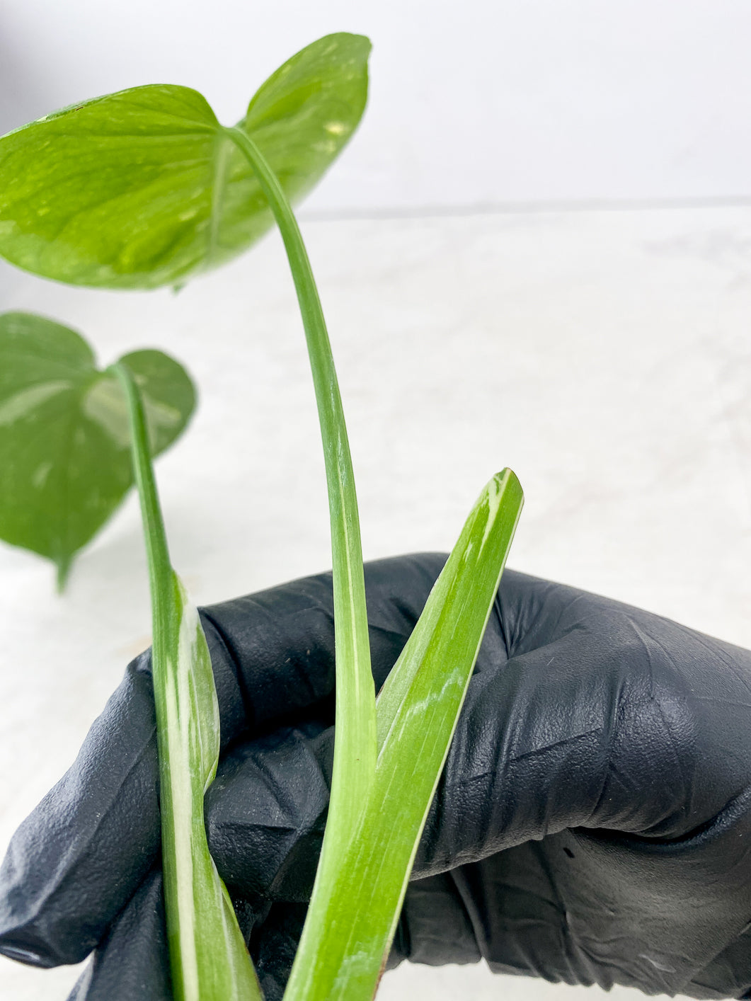 Monstera Thai Constellation 2 leaf top cutting