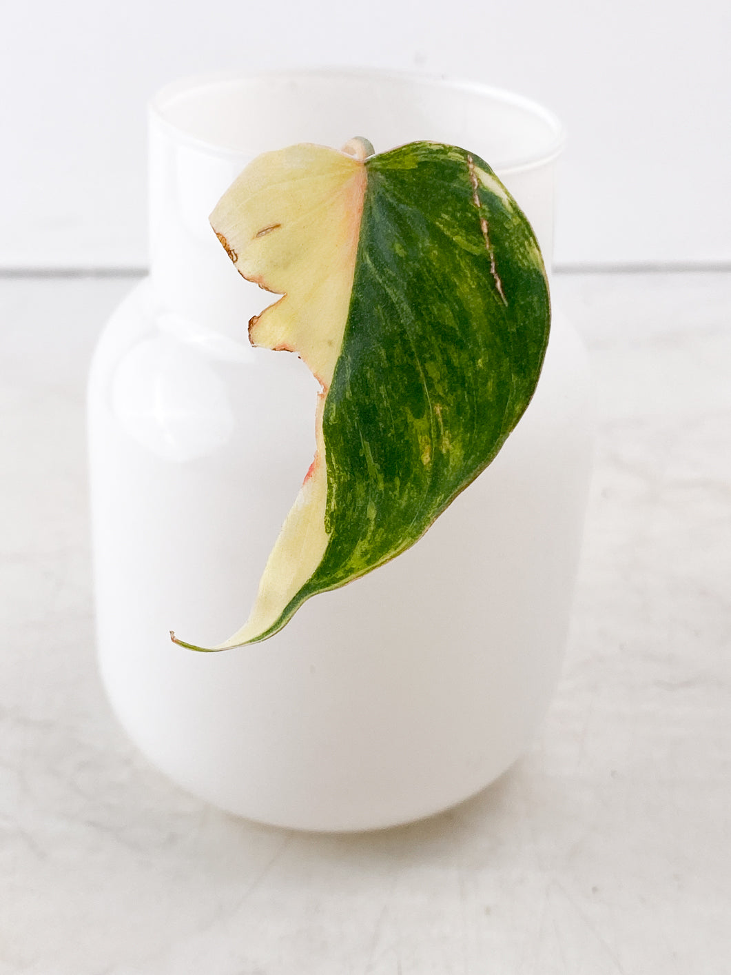 Philodendron Micans Variegated 1 leaf half moon rooting