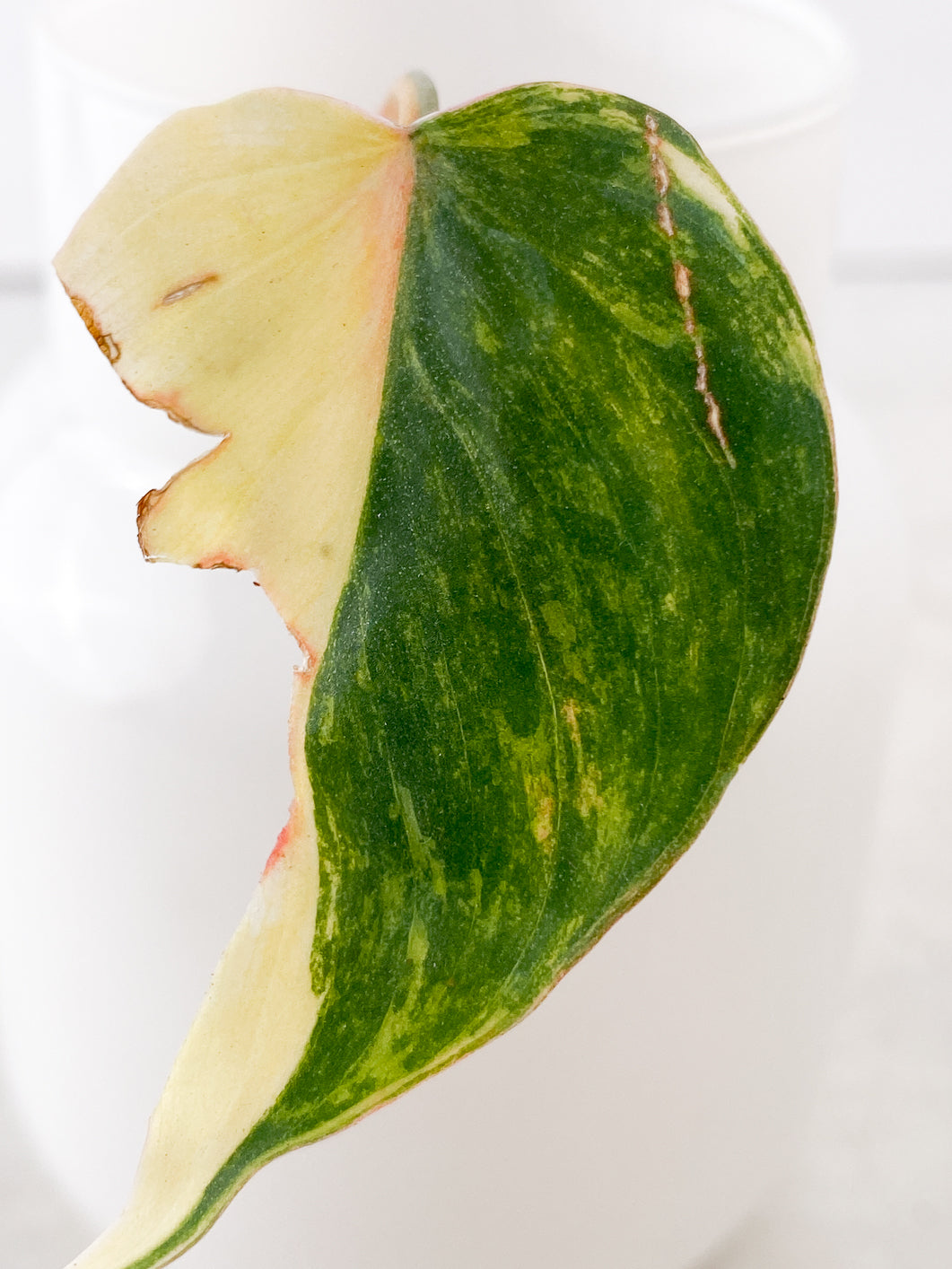 Philodendron Micans Variegated 1 leaf half moon rooting