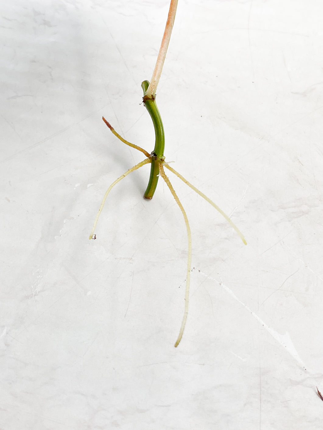 Philodendron Micans Variegated 1 leaf half moon rooting