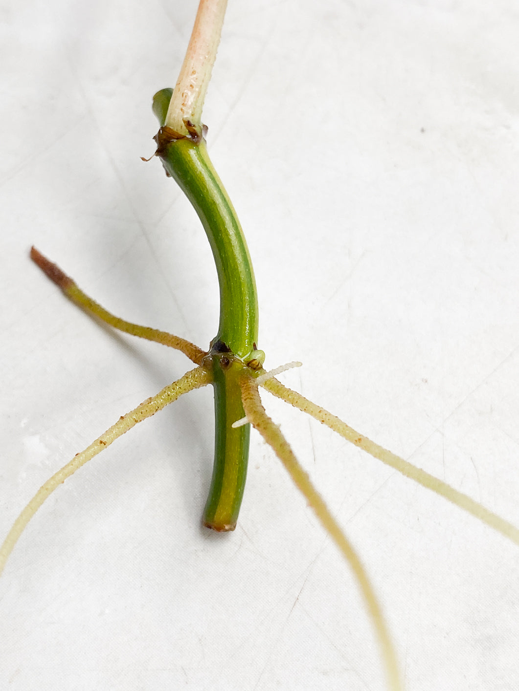 Philodendron Micans Variegated 1 leaf half moon rooting