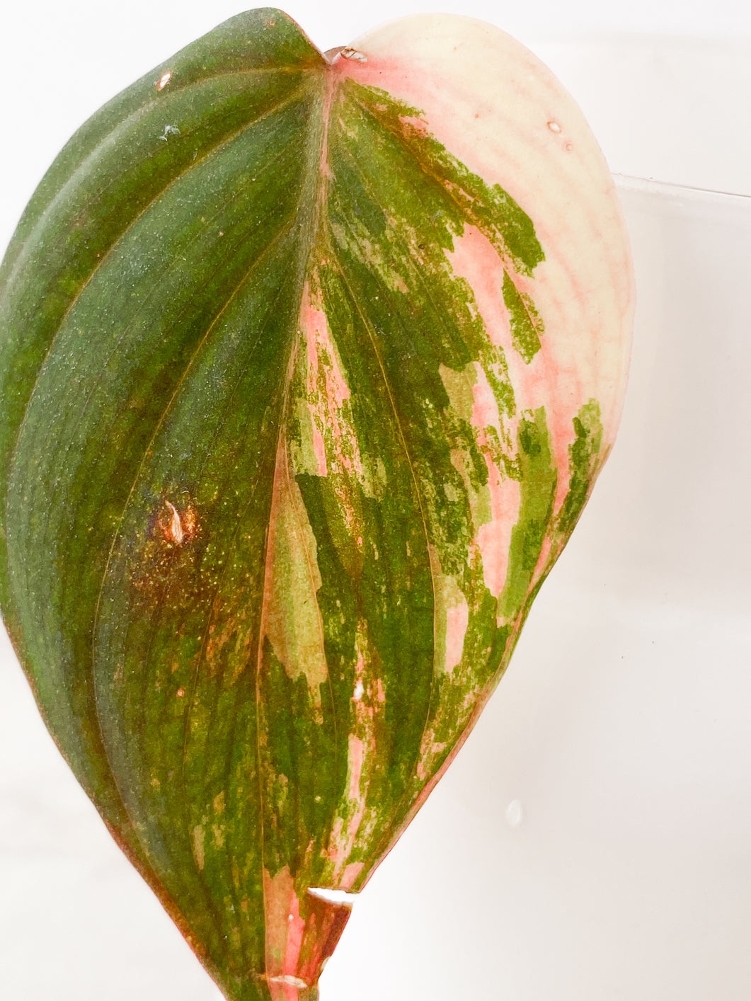 Philodendron Micans Variegated  1 leaf rooting