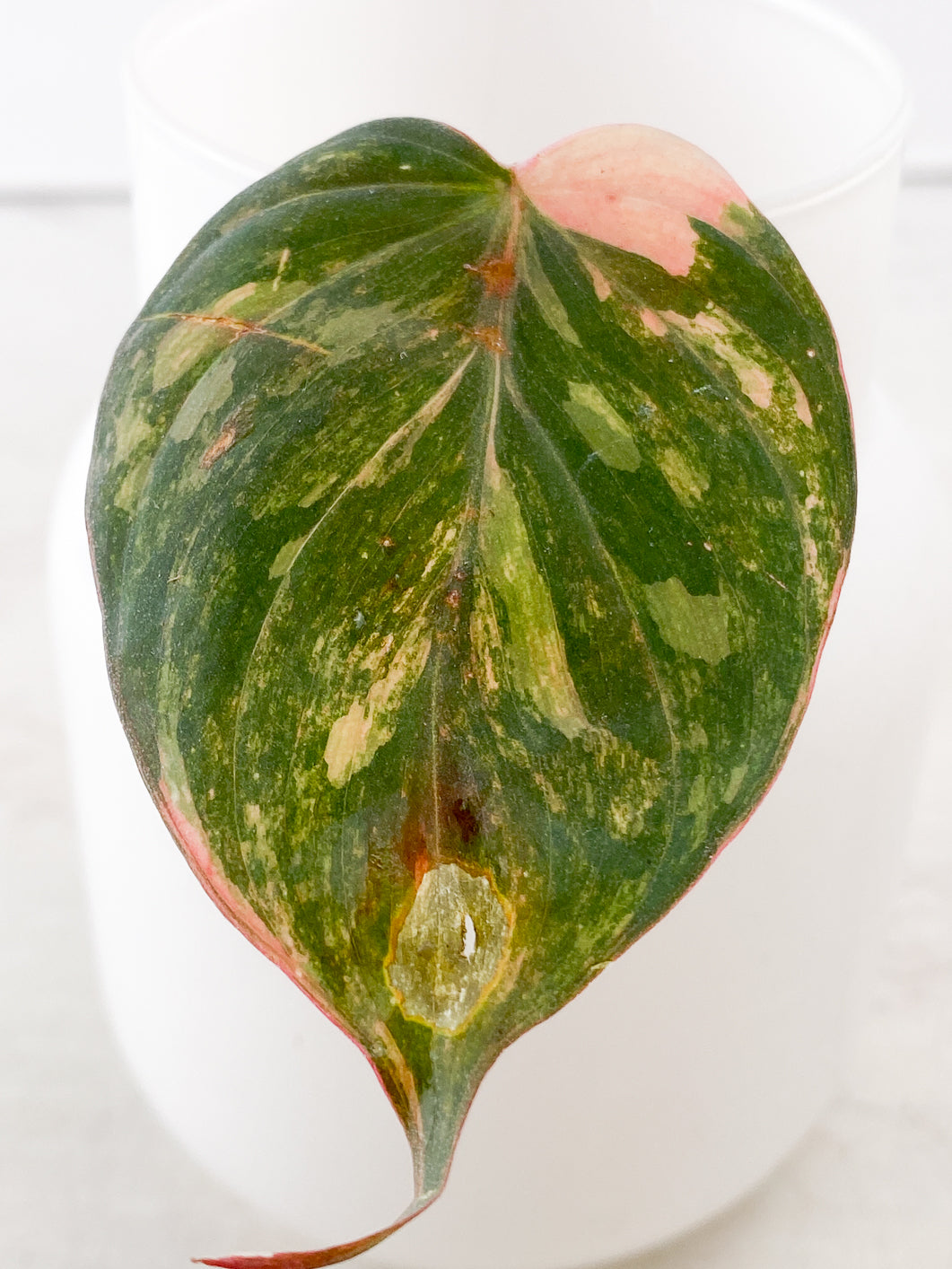 Philodendron Micans Variegated 1 leaf rooting node 1 active sprout