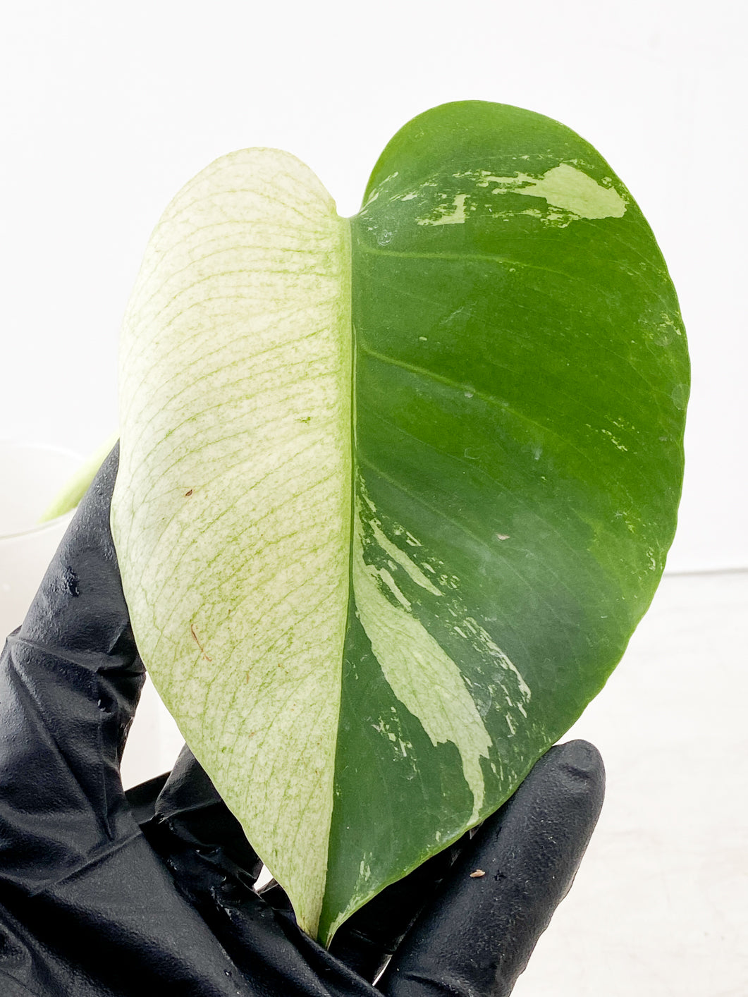 Monstera Mint Noid 1 leaf slightly rooted top cutting