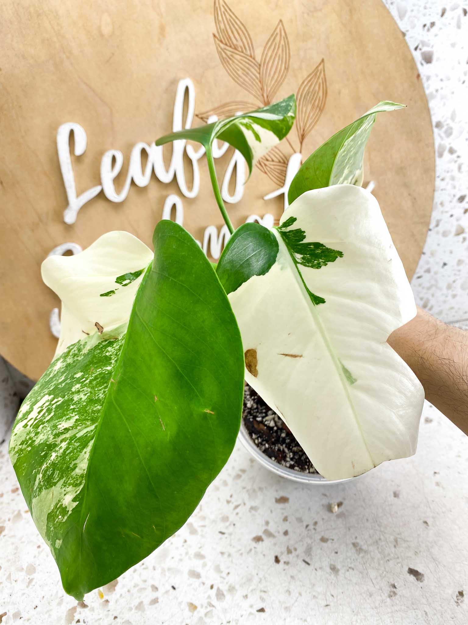 Monstera Albo White Tiger 4 leaf top cutting (ROOTED)