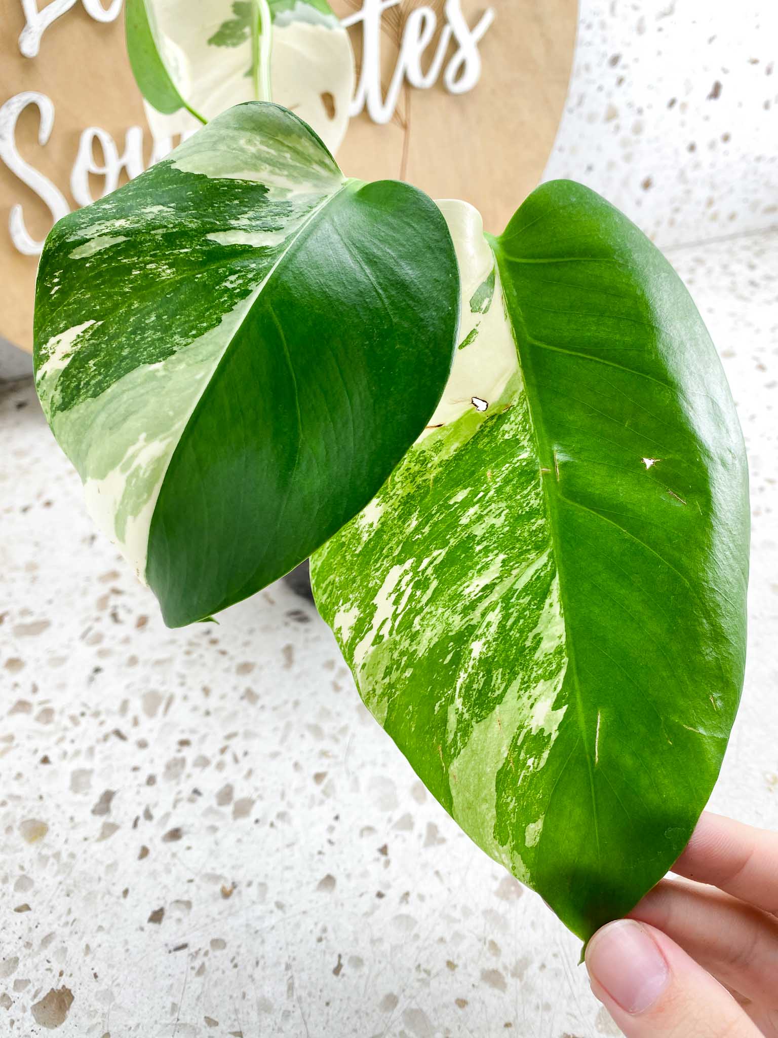 Monstera Albo White Tiger 4 leaf top cutting (ROOTED)