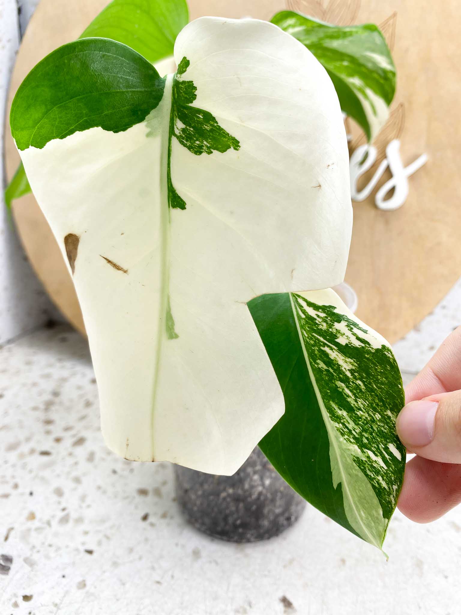 Monstera Albo White Tiger 4 leaf top cutting (ROOTED)