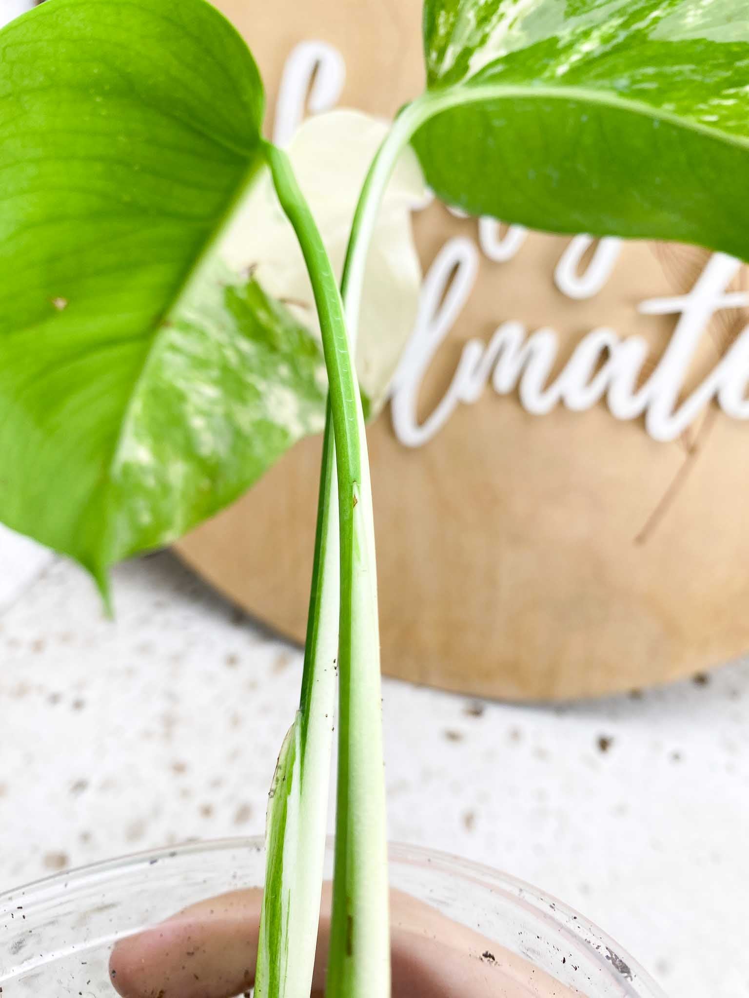 Monstera Albo White Tiger 4 leaf top cutting (ROOTED)