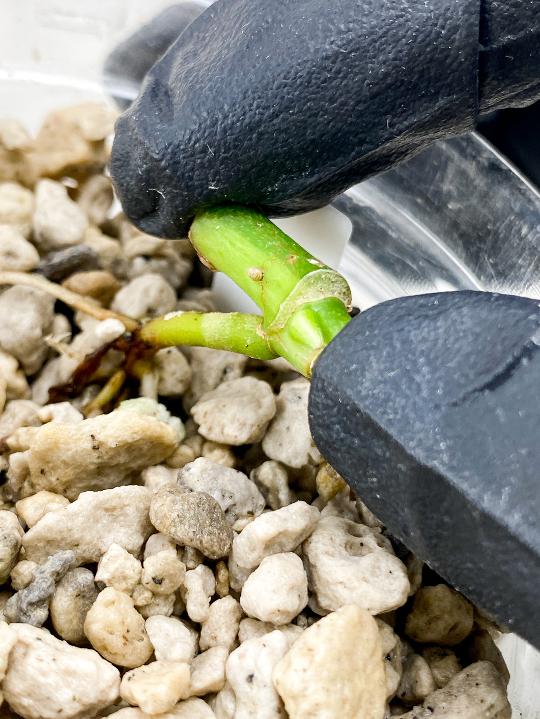 Monstera Adansonii Japanese Tricolor node