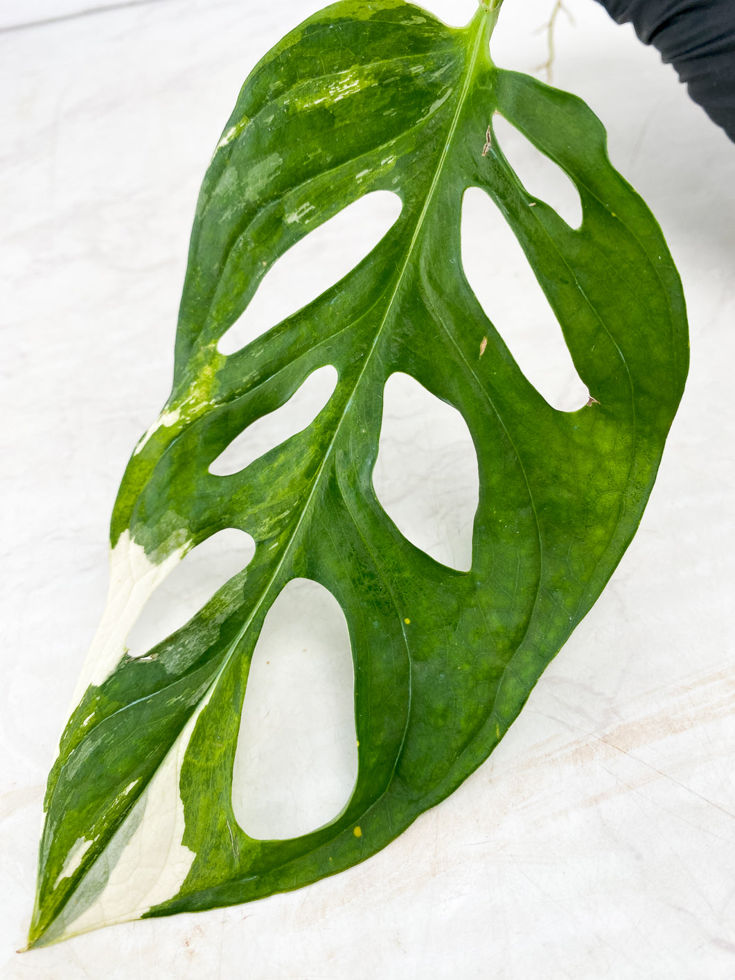 Monstera Adansonii Japanese Tricolor 1 leaf