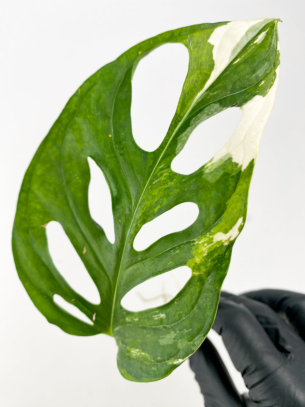 Monstera Adansonii Japanese Tricolor 1 leaf