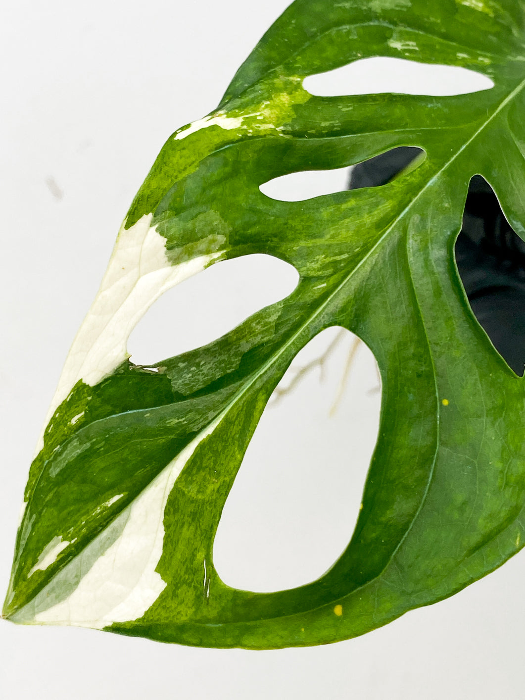 Monstera Adansonii Japanese Tricolor 1 leaf