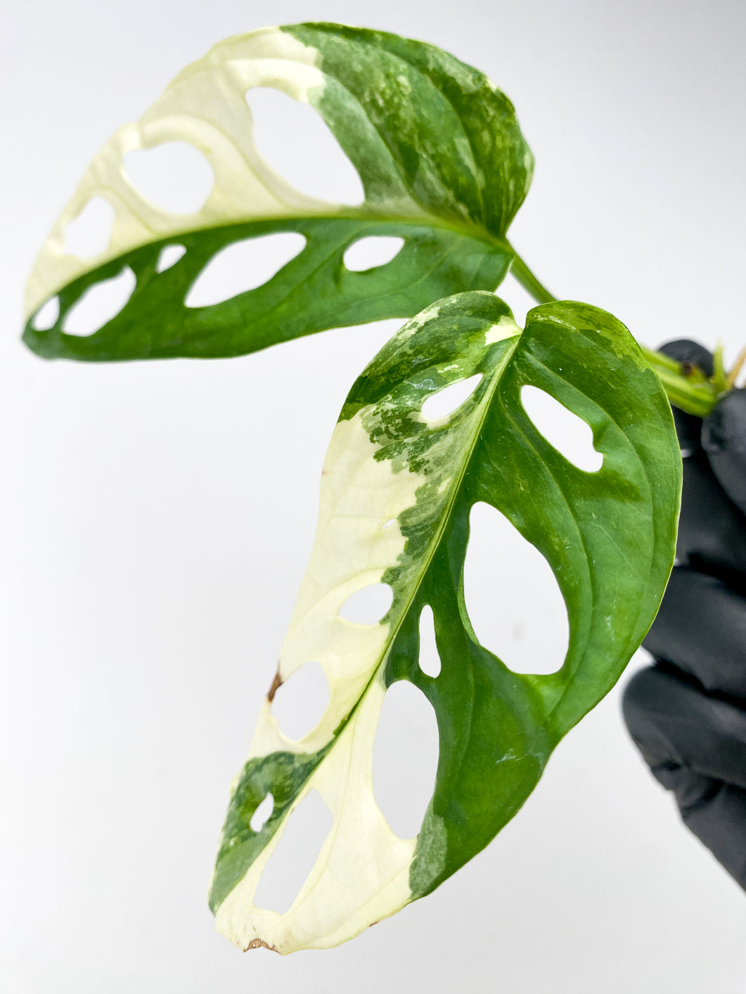 Monstera Adansonii Japanese Tricolor node