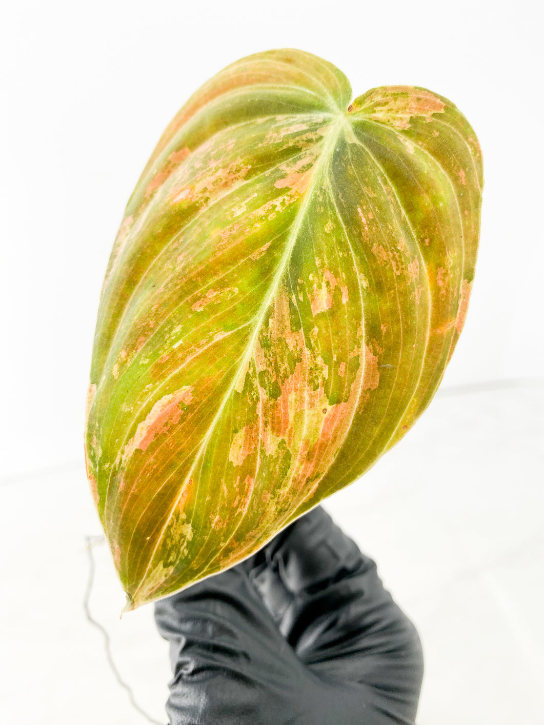 Philodendron Melanochrysum Variegated 1 leaf 1 sprout extra node