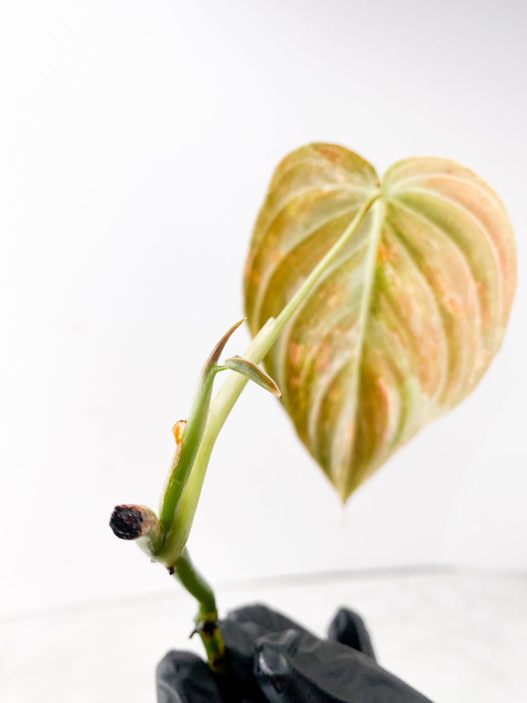 Philodendron Melanochrysum Variegated 1 leaf 1 sprout extra node