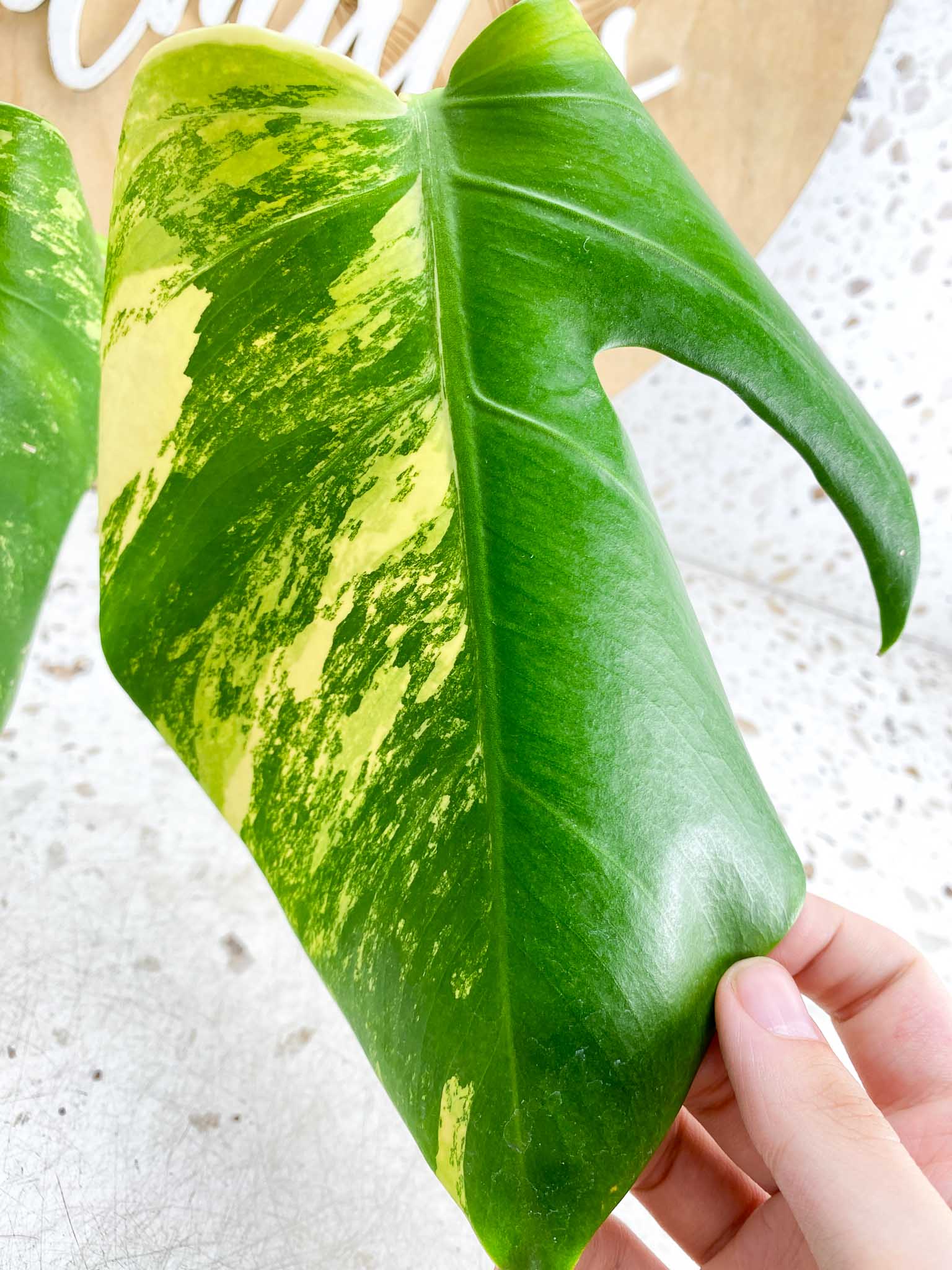 Monstera Aurea Tricolor 2 Leaves Multiple Options