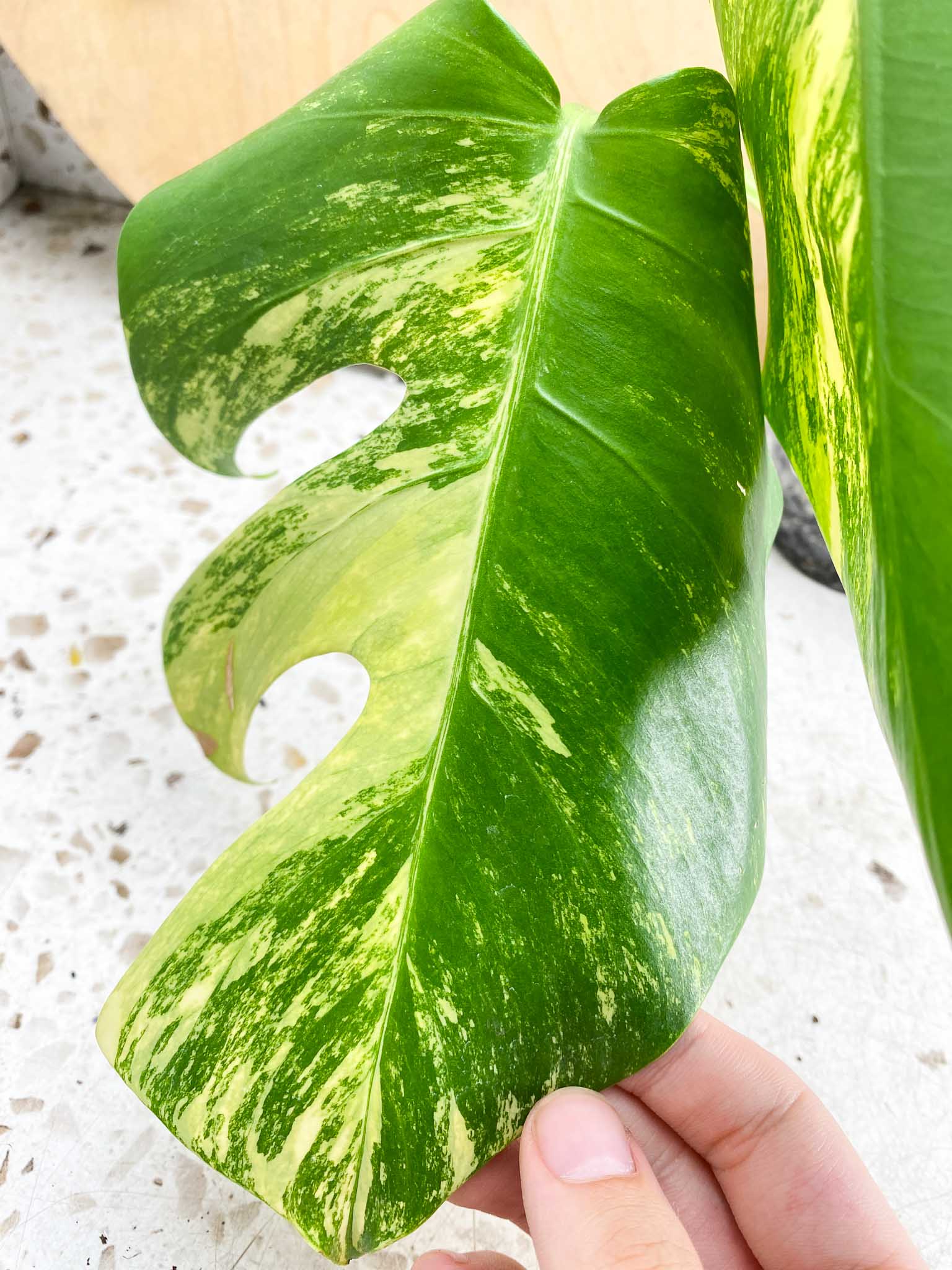 Monstera Aurea Tricolor 2 Leaves Multiple Options