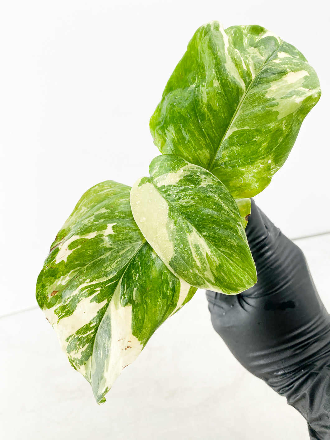 Monstera Lechleriana Variegated 3 leaves