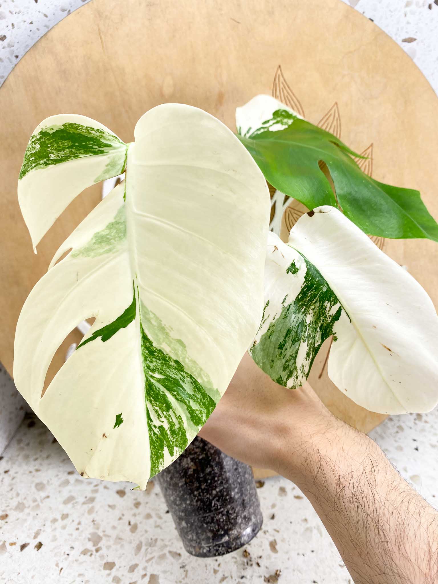 Monstera Albo Japanese White Tiger 3 Leaves