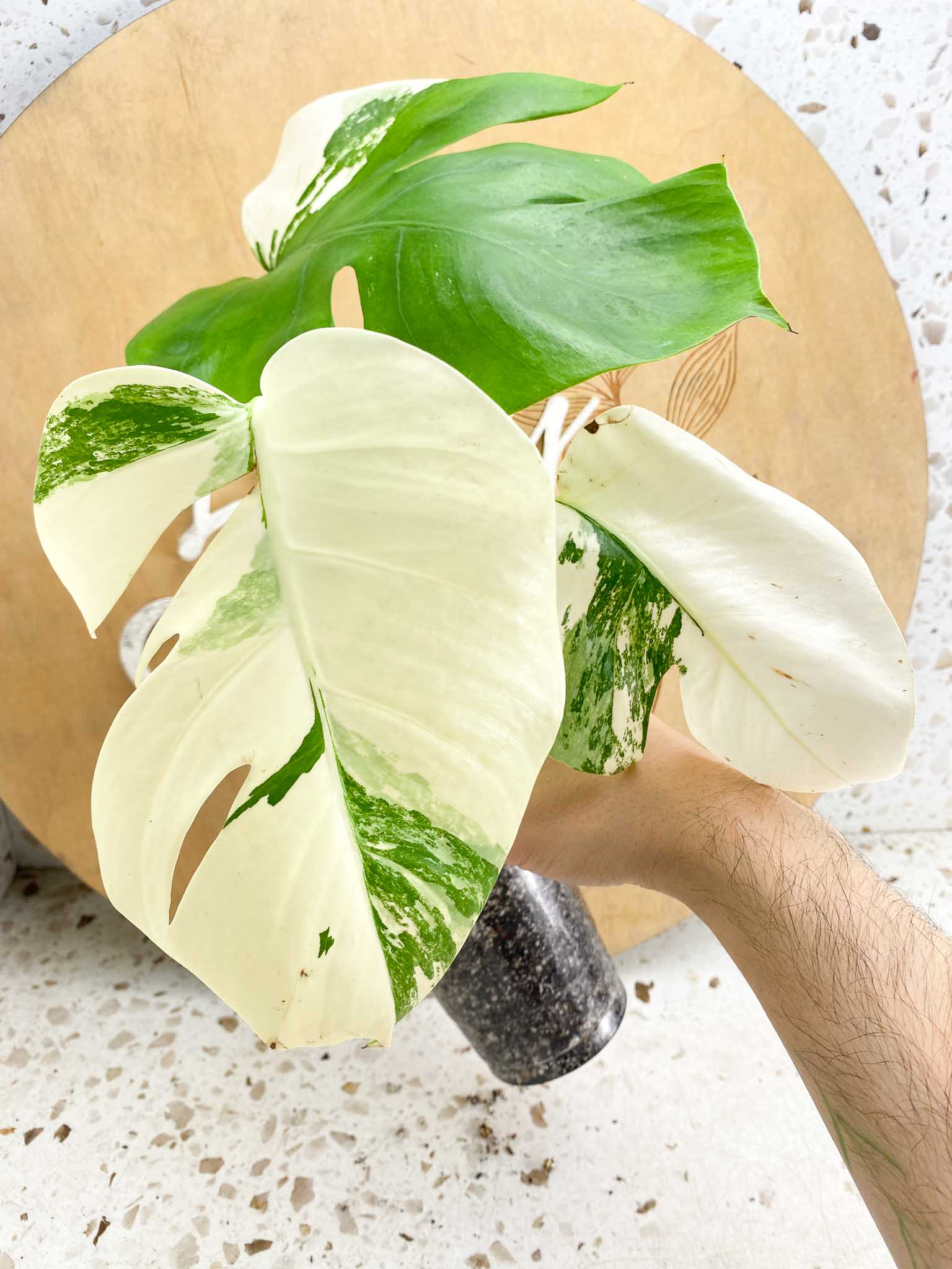 Monstera Albo Japanese White Tiger 3 Leaves