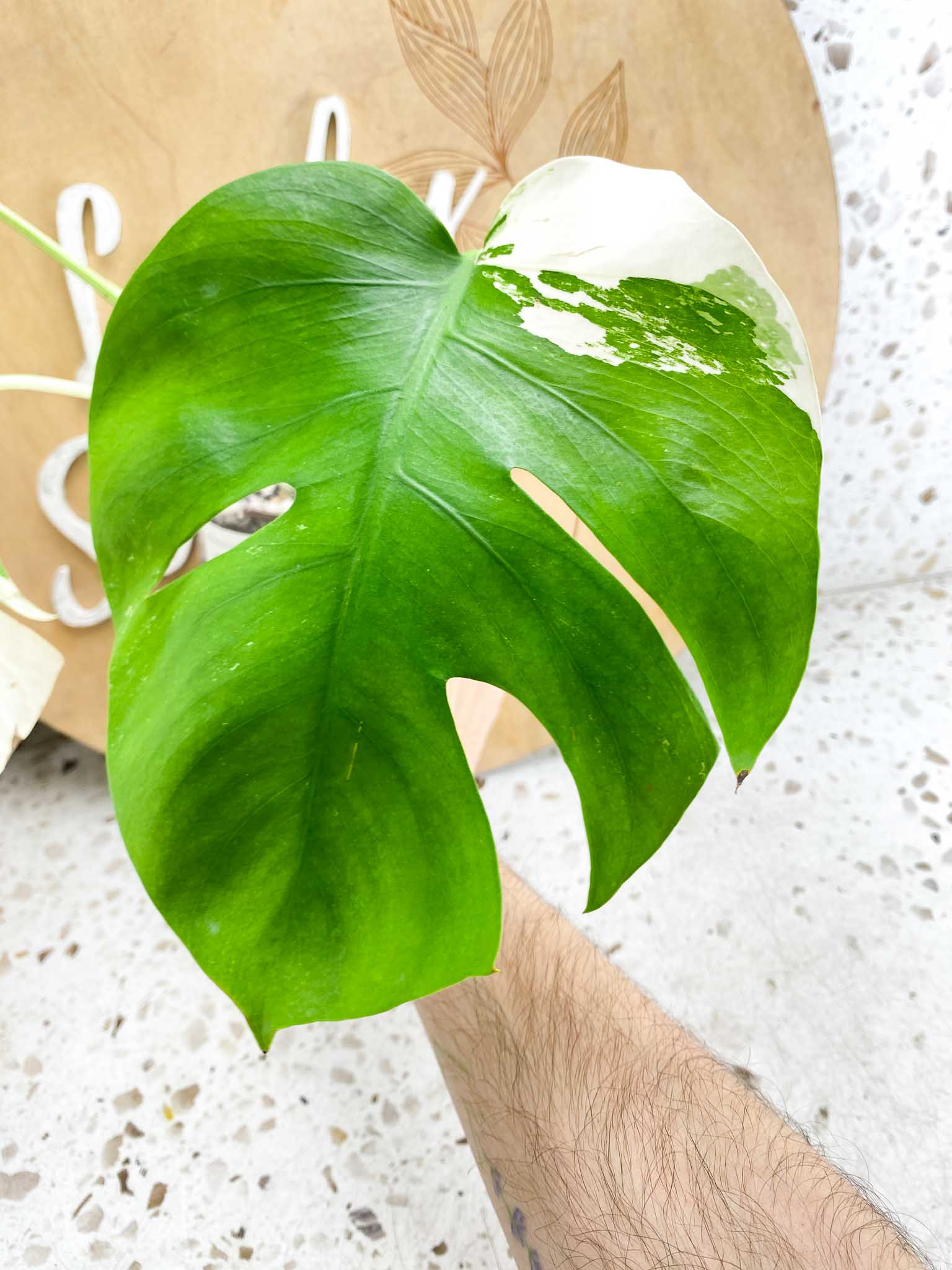 Monstera Albo Japanese White Tiger 3 Leaves