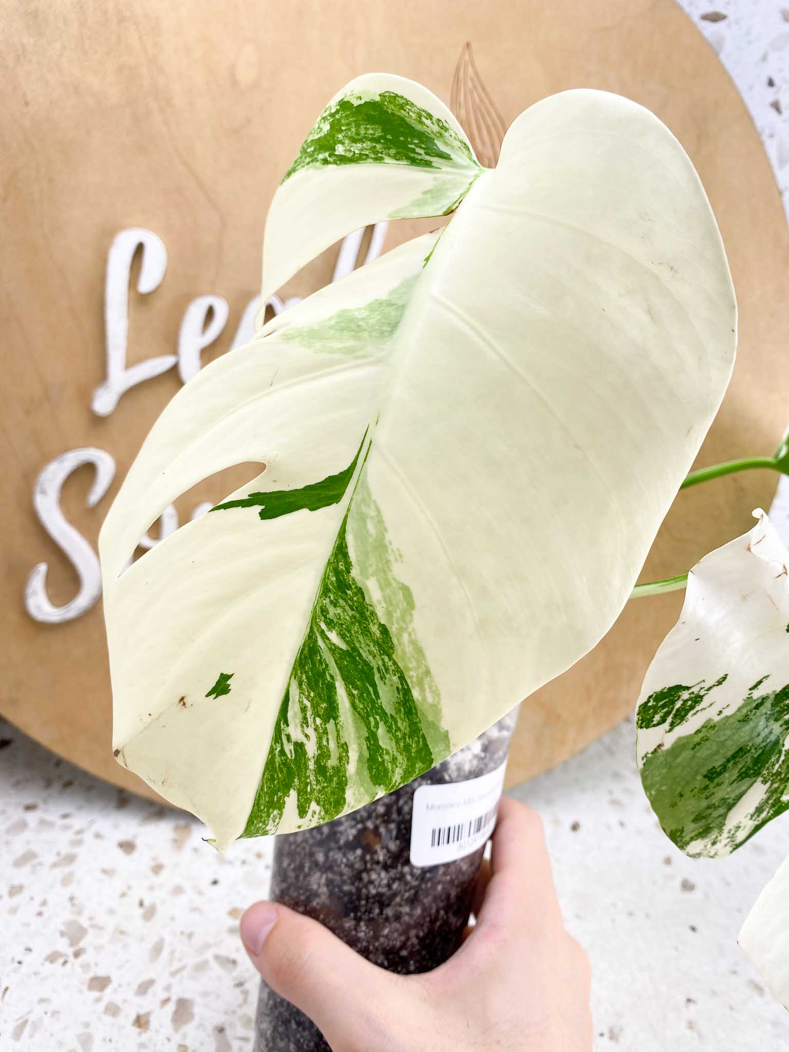 Monstera Albo Japanese White Tiger 3 Leaves