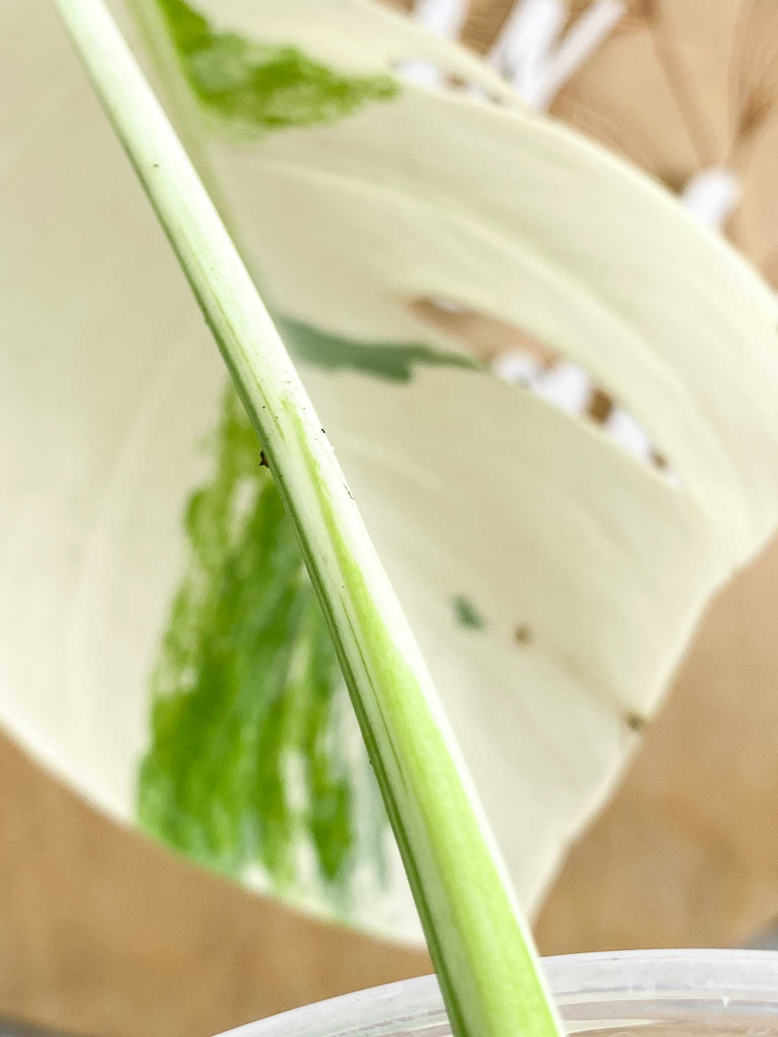 Monstera Albo Japanese White Tiger 3 Leaves