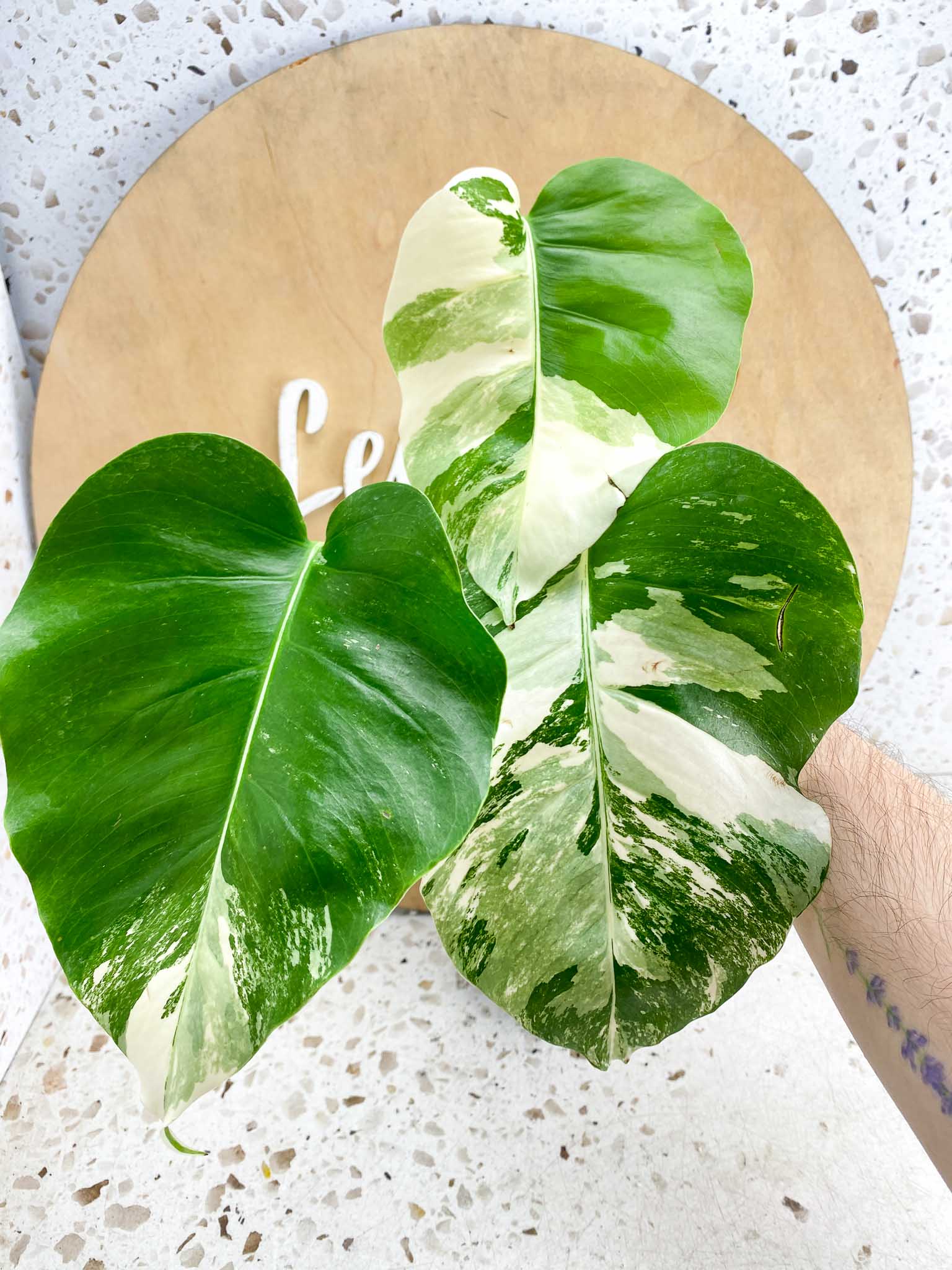 Monstera Albo Japanese White Tiger 3 Leaves Rooting