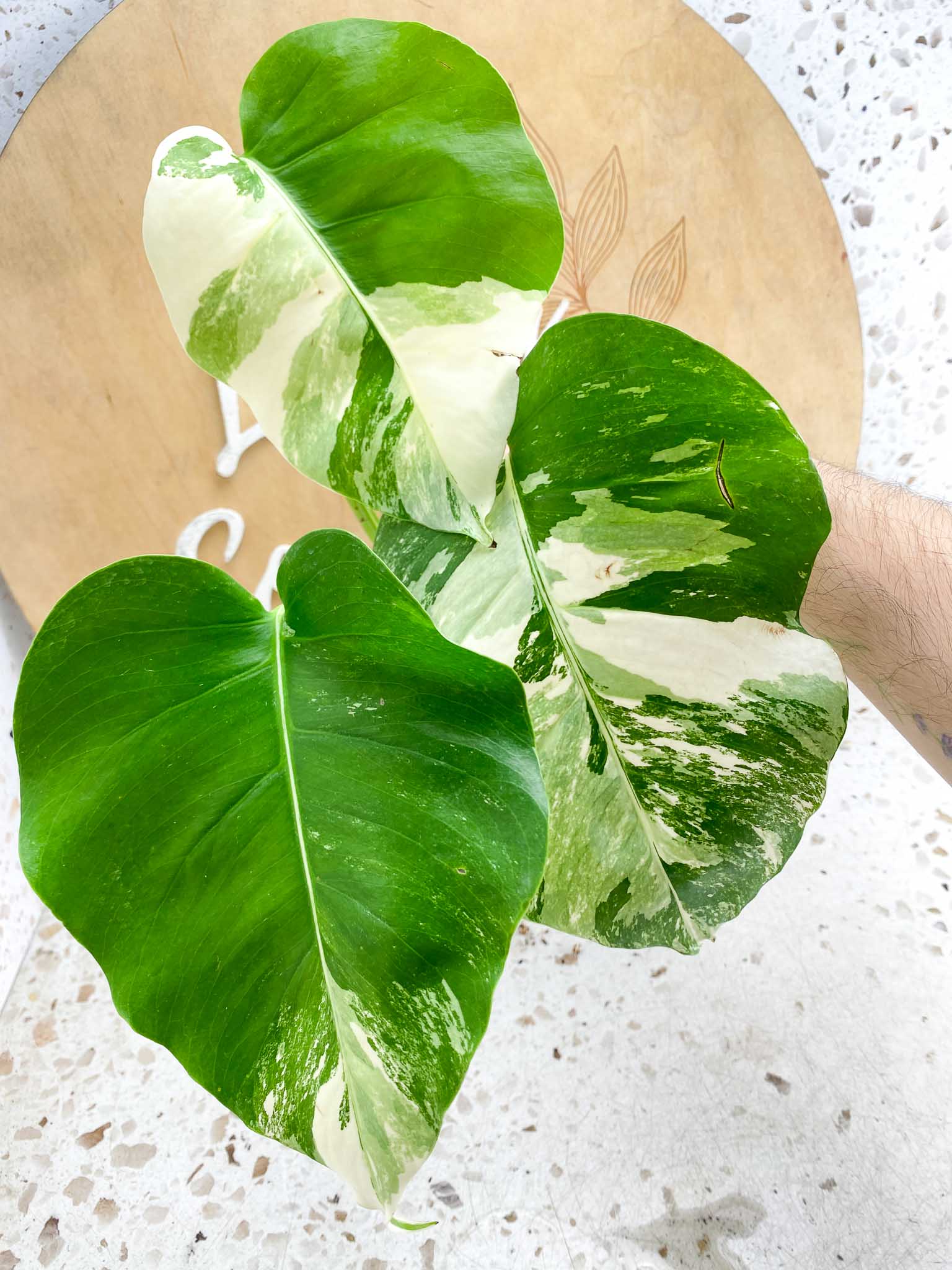 Monstera Albo Japanese White Tiger 3 Leaves Rooting