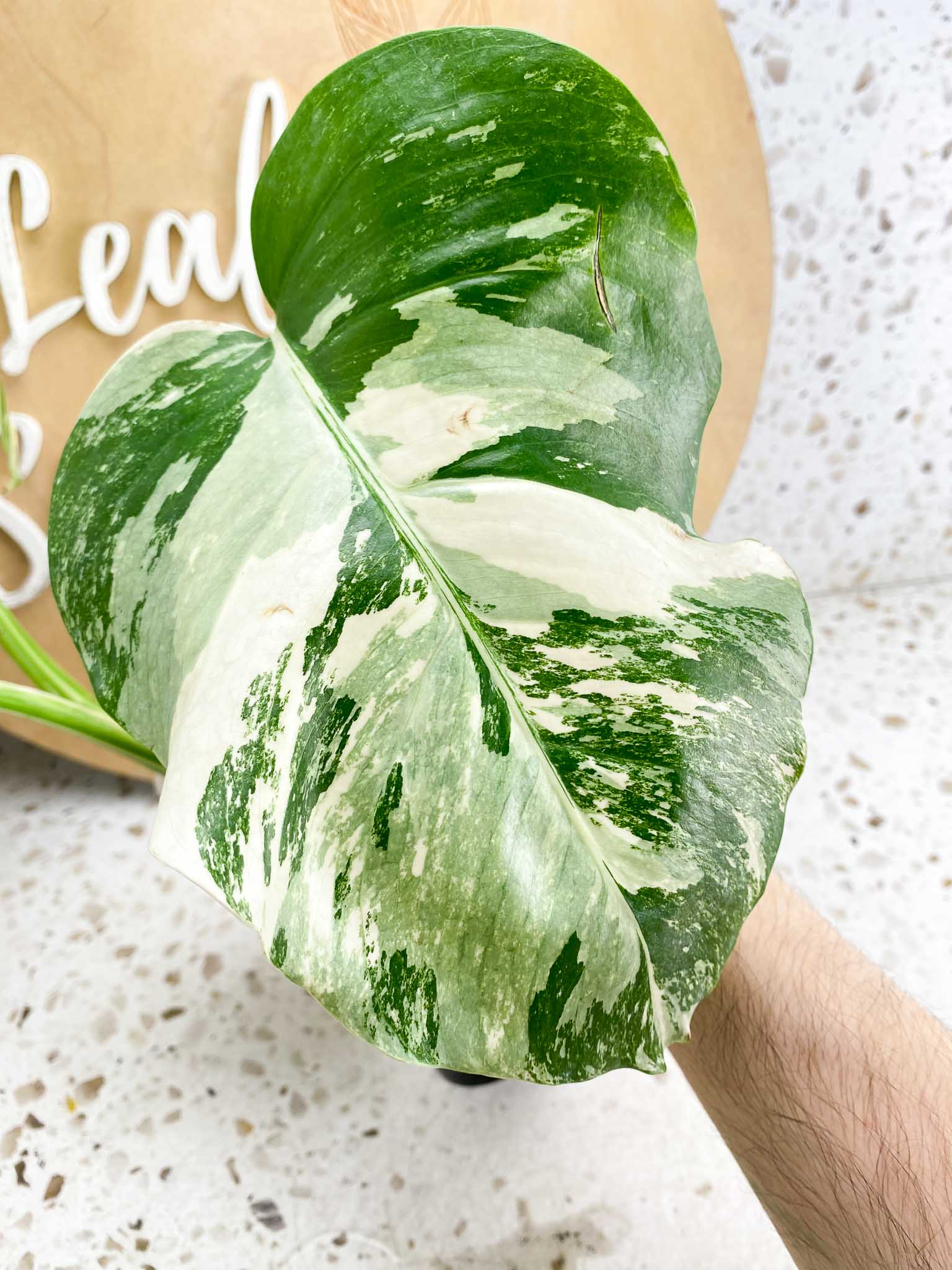 Monstera Albo Japanese White Tiger 3 Leaves Rooting