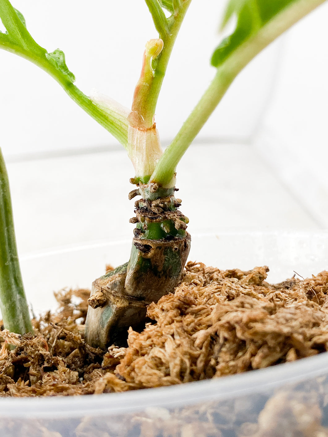 Philodendron Tortum 4 leaves multiple nodes