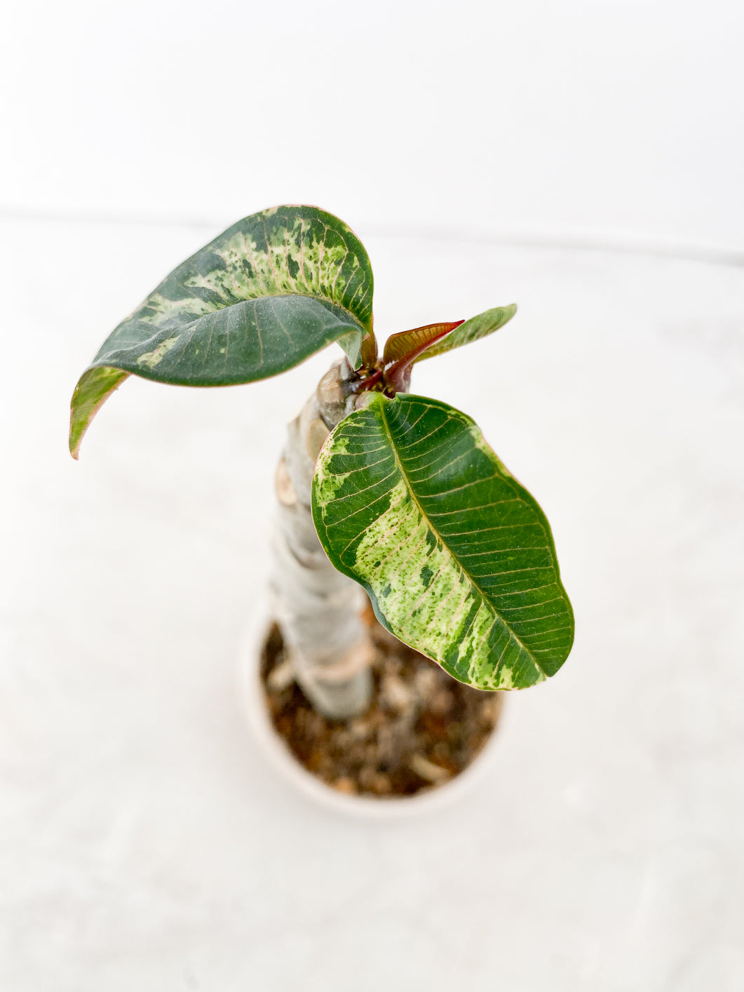 Plumeria Maya Variegated 3 leaves