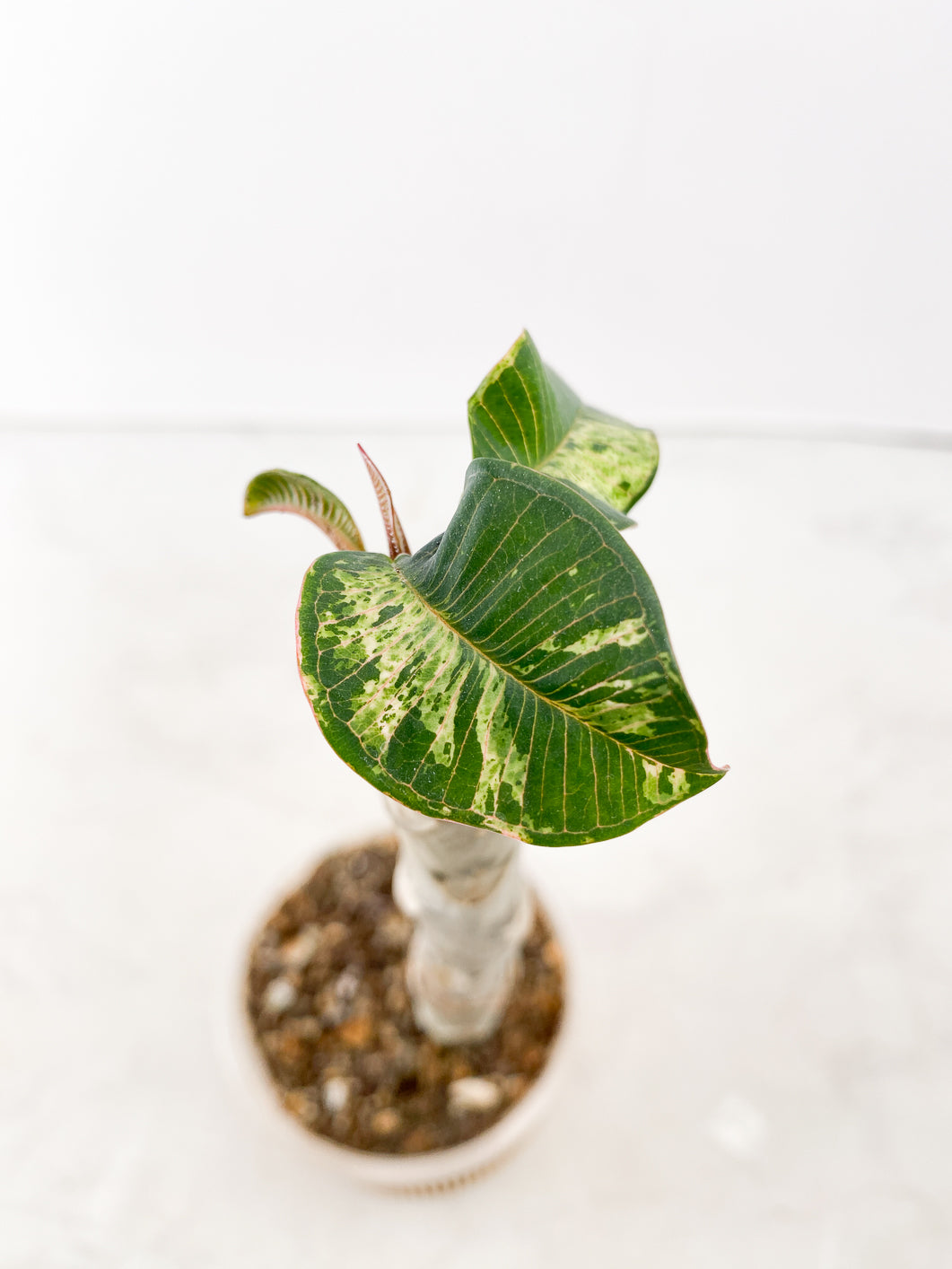 Plumeria Maya Variegated 3 leaves