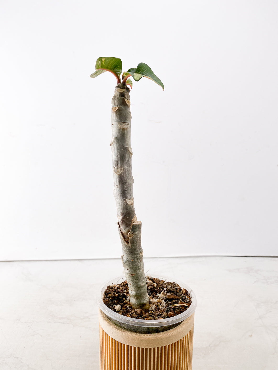 Plumeria Maya Variegated 3 leaves