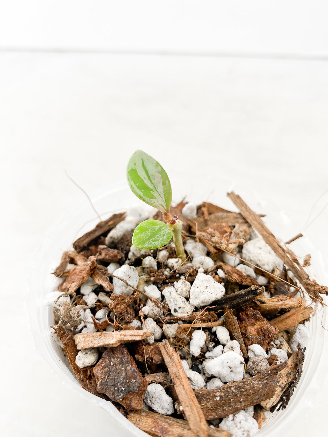 Do Not Purchase Unless Authorized: Hoya Carnosa Wilbur Graves