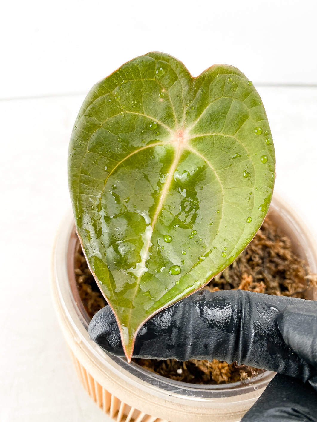 Anthurium Forgetii x Luxurians 1 leaf