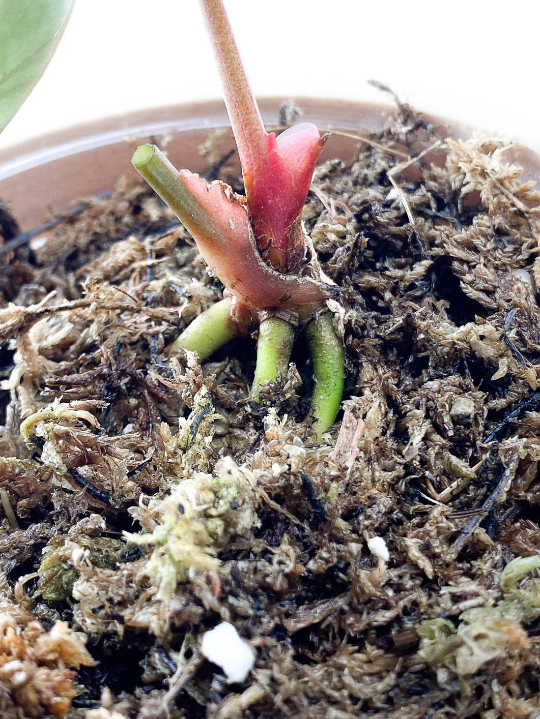 Anthurium Forgetii x Luxurians 1 leaf