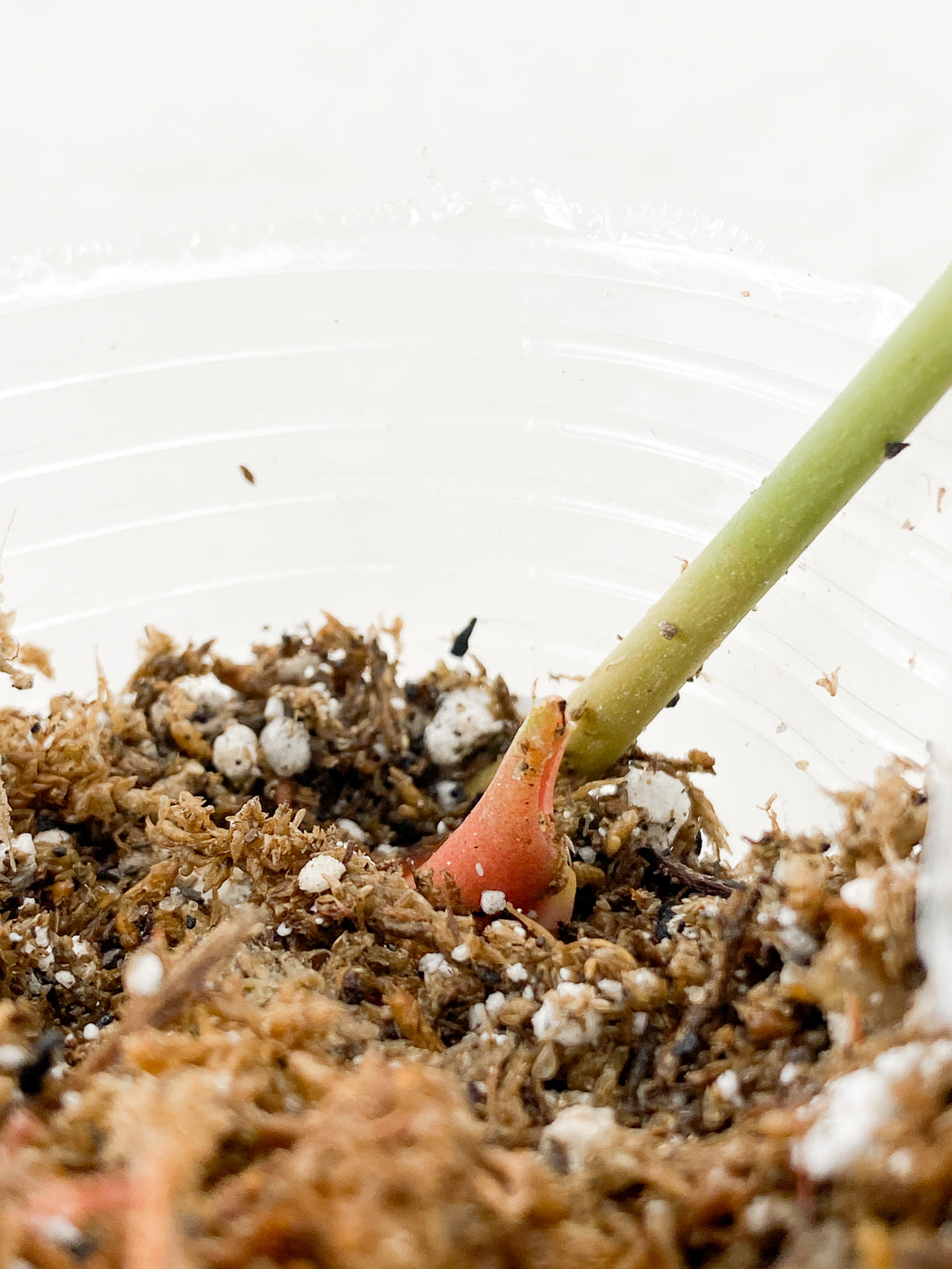 Anthurium Clarinervium x Pedatoradiatum  Type 1 top sprout (leafless)