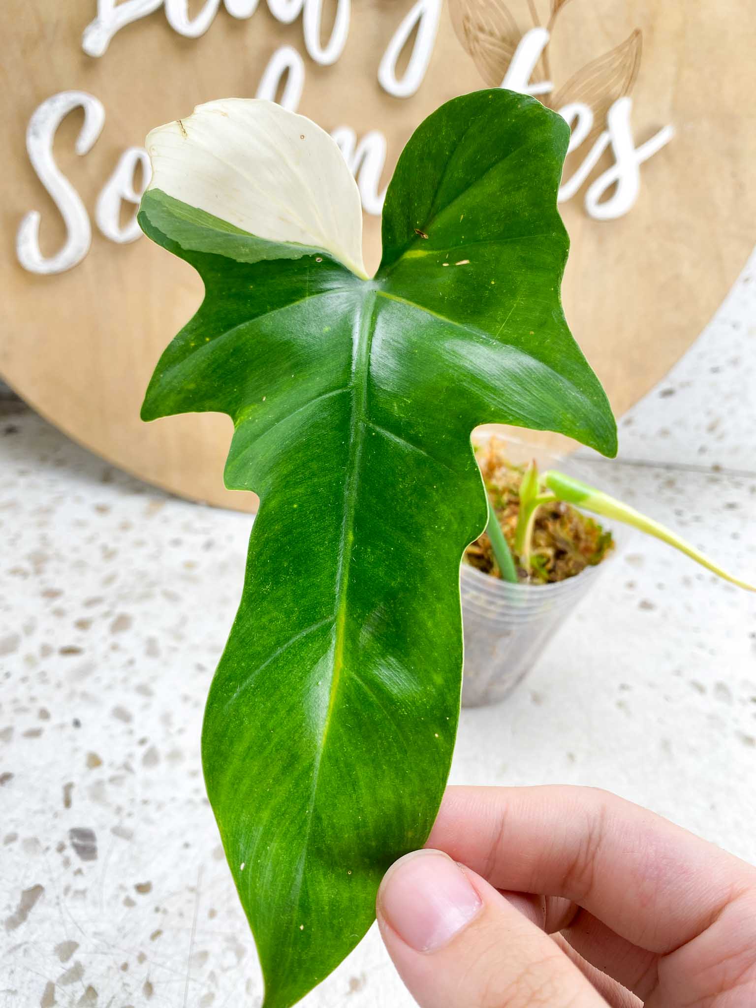 Philodendron Golden Dragon Variegated 2 Leaves Top cutting rooted