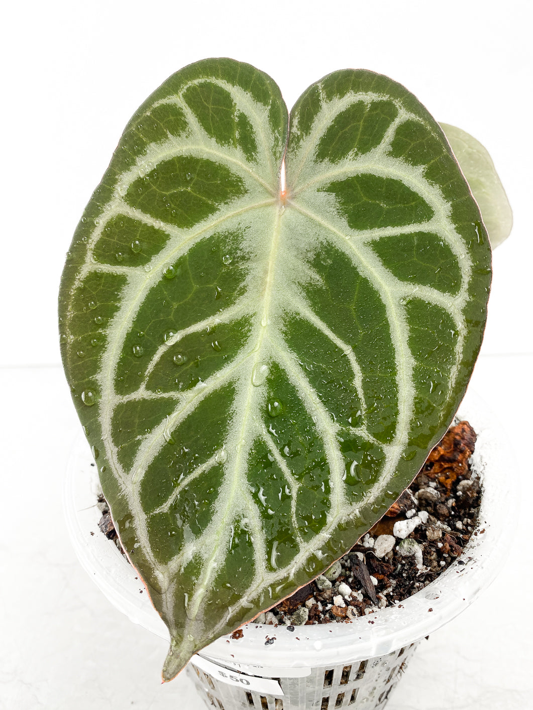 Anthurium Silver Hope 2 leaves