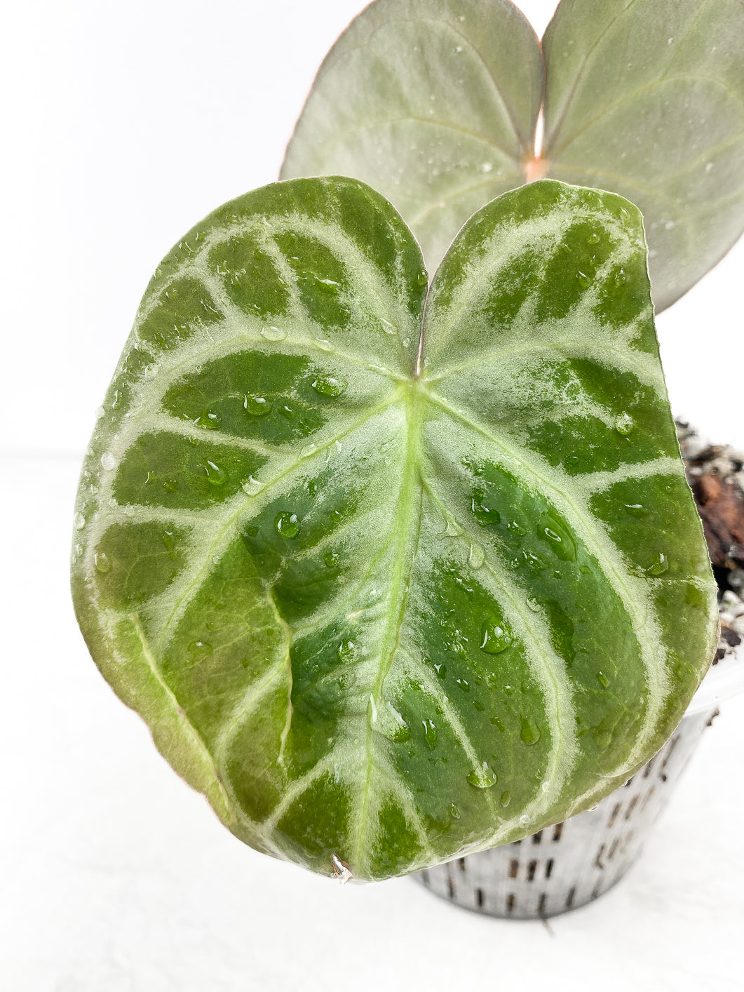 Anthurium Silver Hope 2 leaves