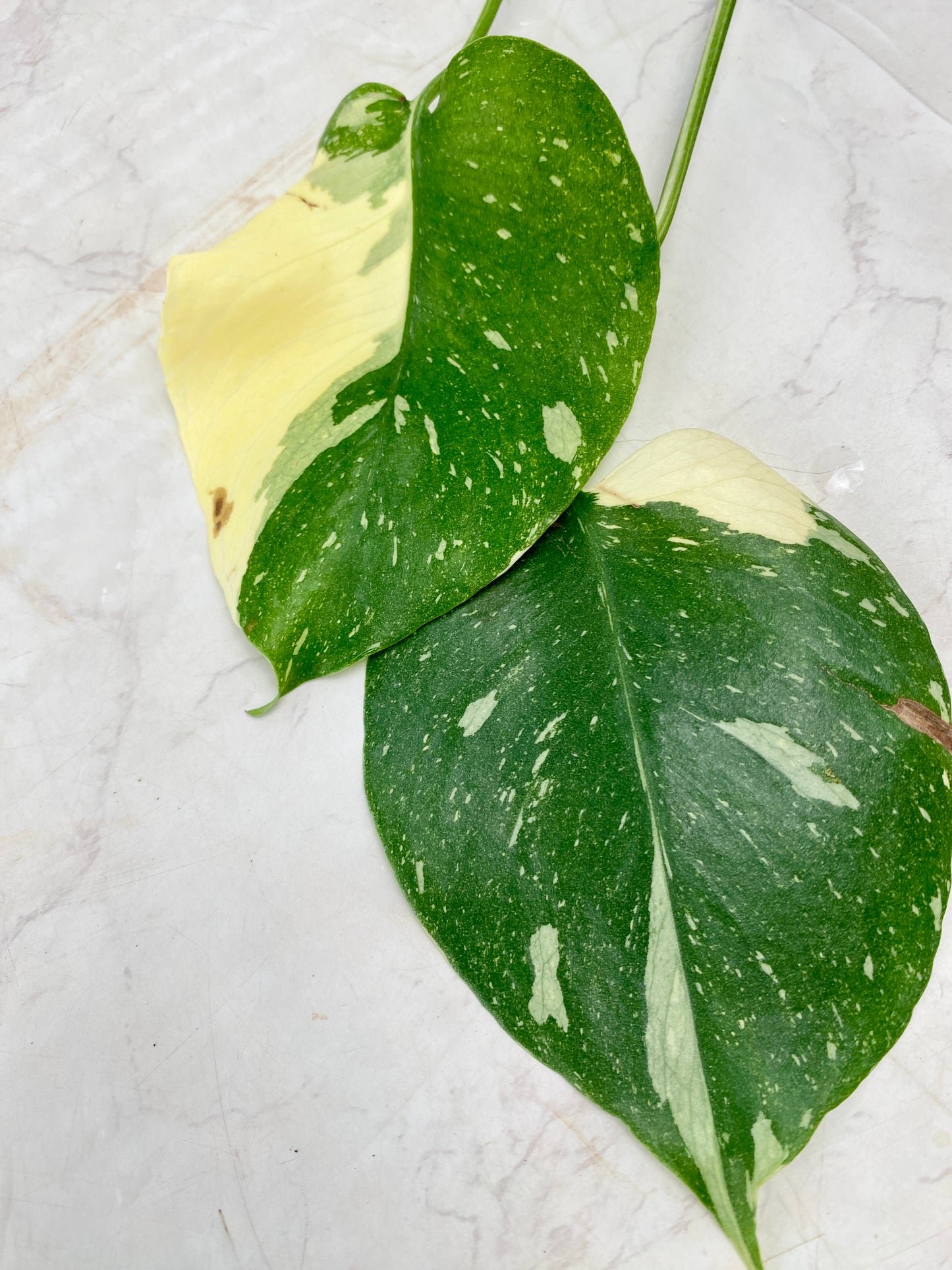 Monstera Thai Constellation 2 leaf top cutting
