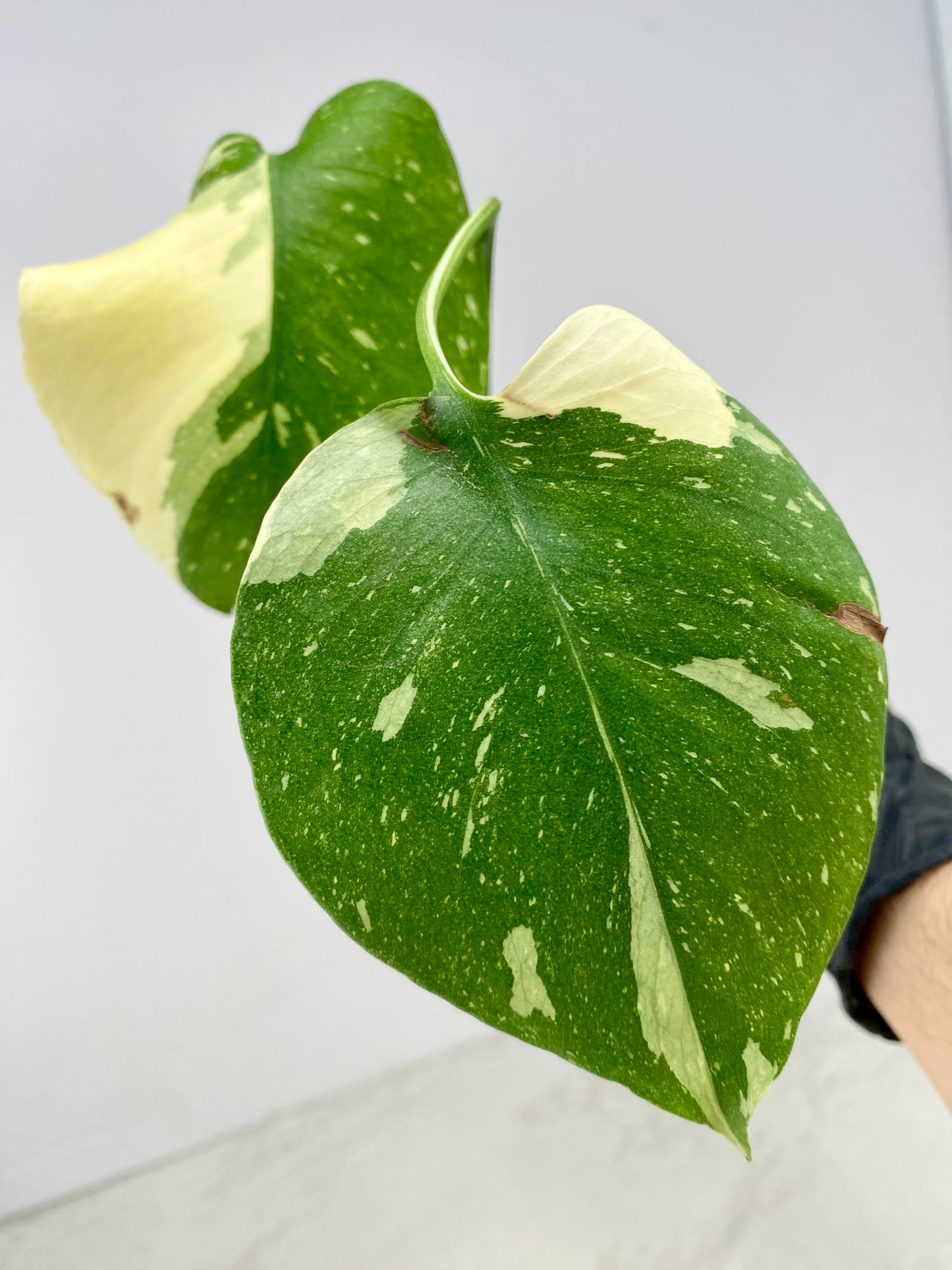 Monstera Thai Constellation 2 leaf top cutting