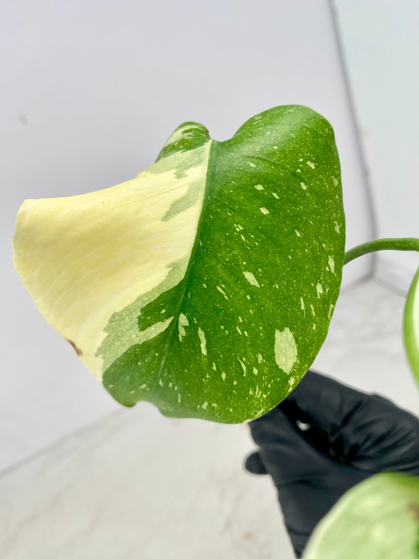 Monstera Thai Constellation 2 leaf top cutting