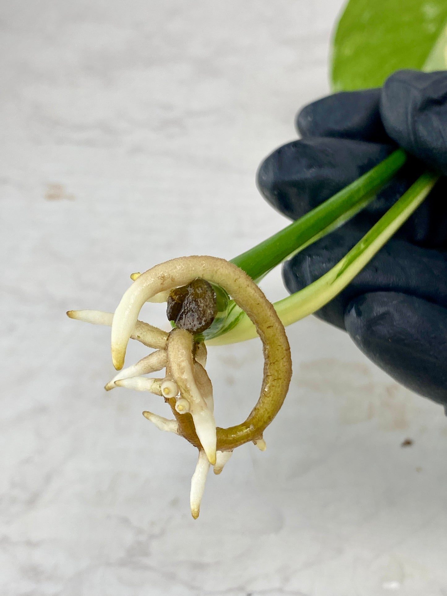 Monstera Thai Constellation 2 leaf top cutting