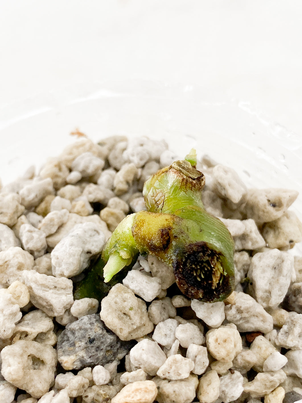 Anthuirum Lutheri 2 sprouts Rooting