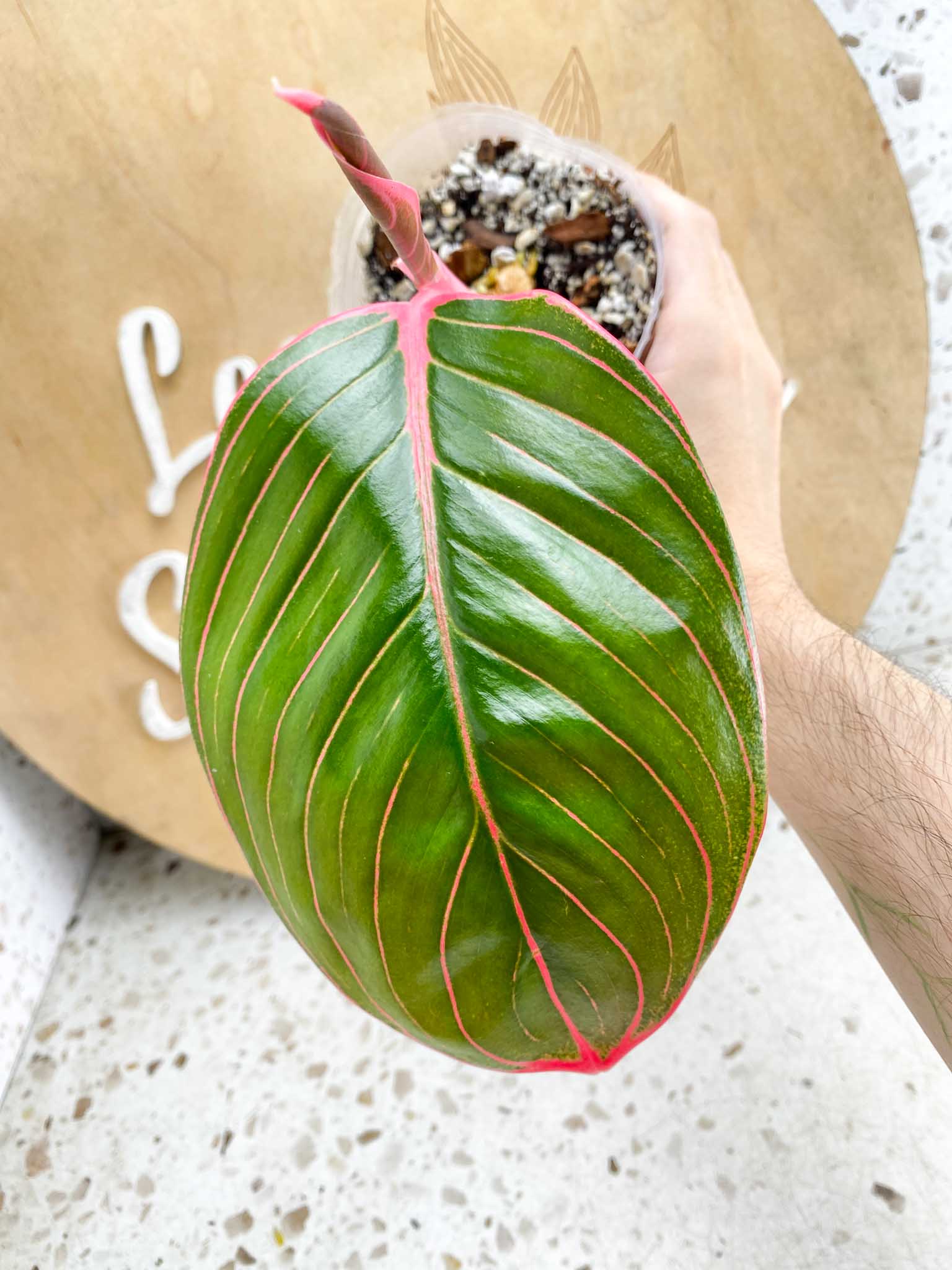 *Aglaonema Khanza Sunset 2 Leaves 1 Sprout Top Cutting Slightly Rooted