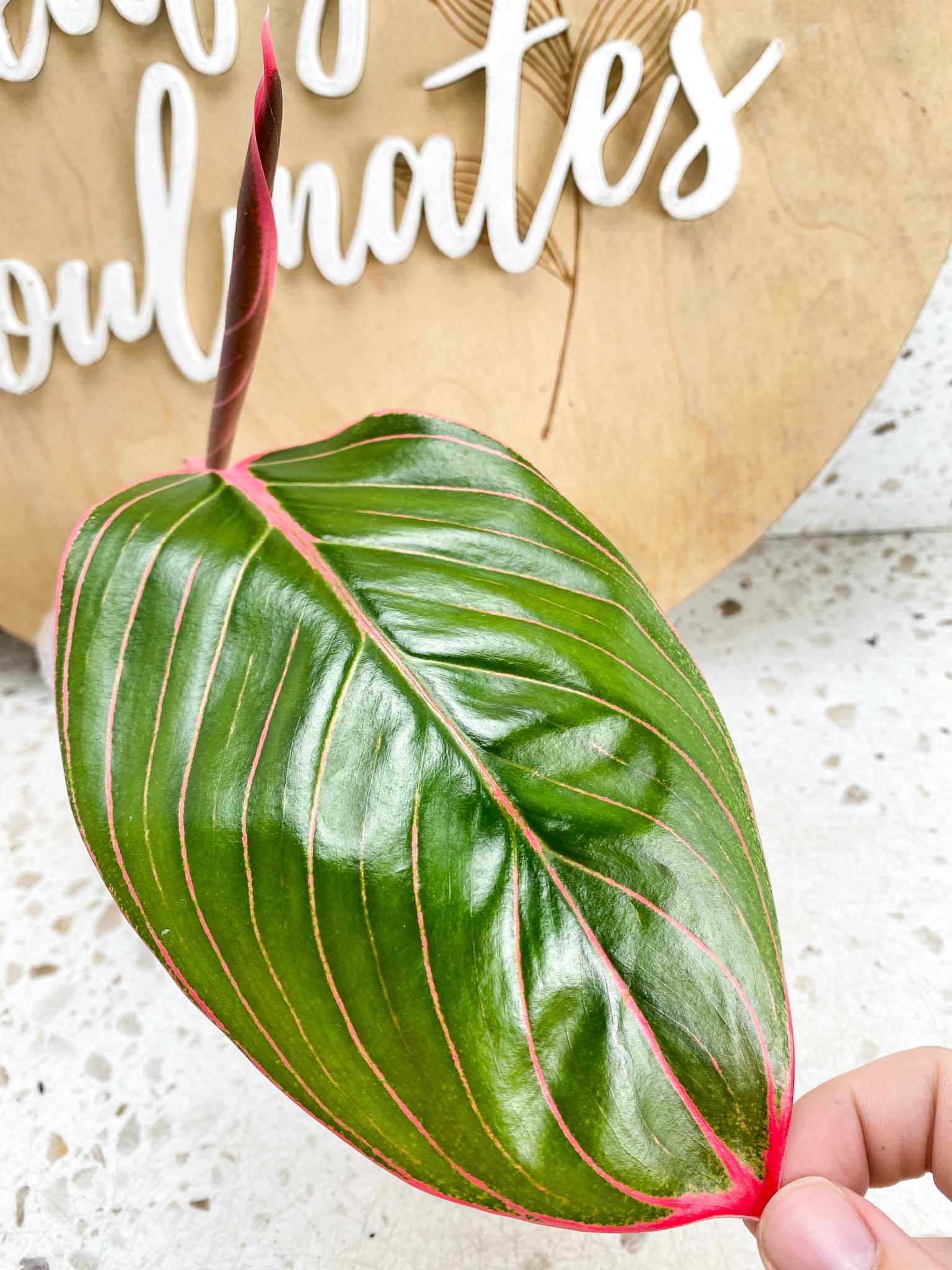 *Aglaonema Khanza Sunset 2 Leaves 1 Sprout Top Cutting Slightly Rooted