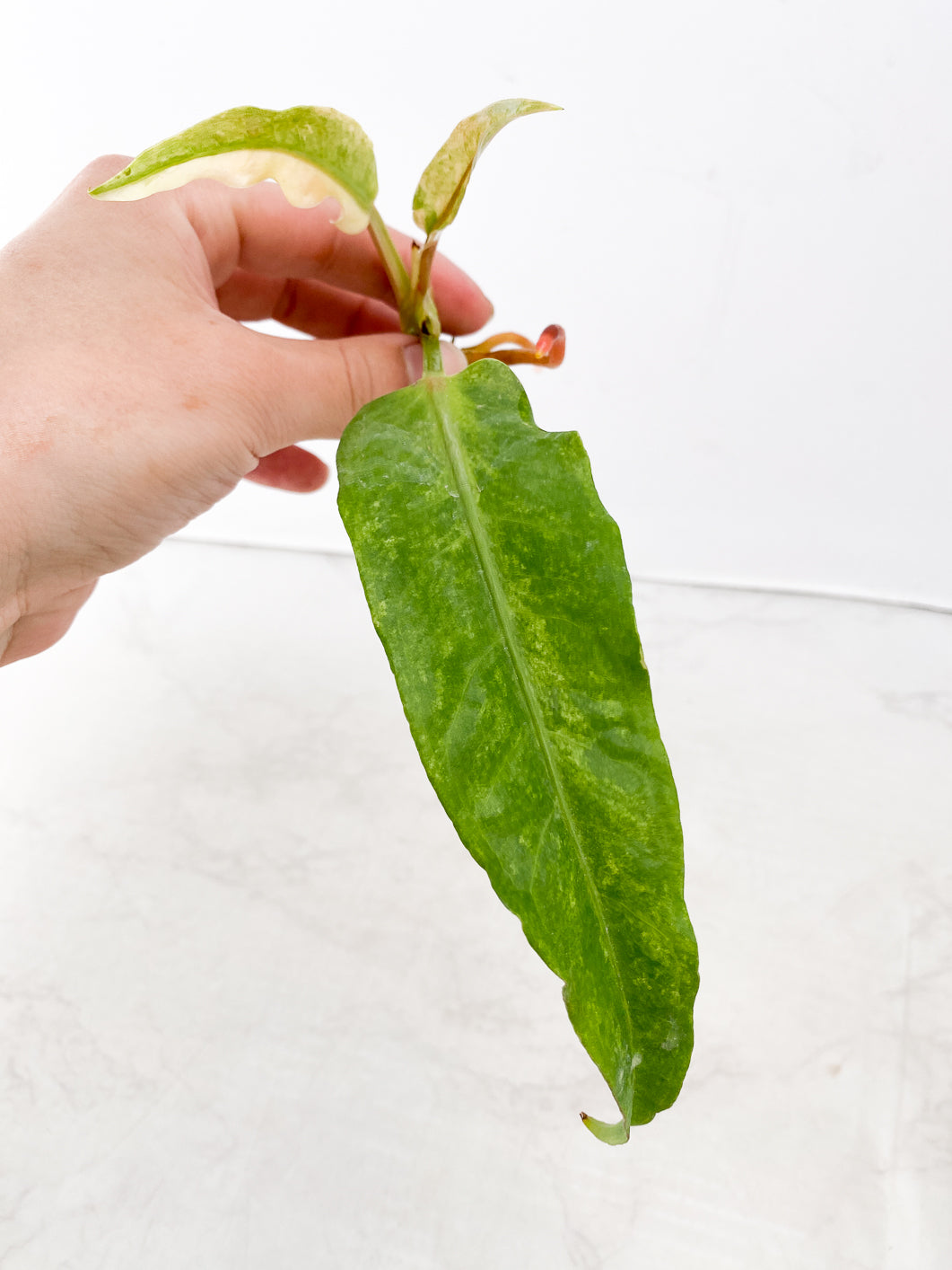 Anthurium Renaissance Variegated  3 leaves