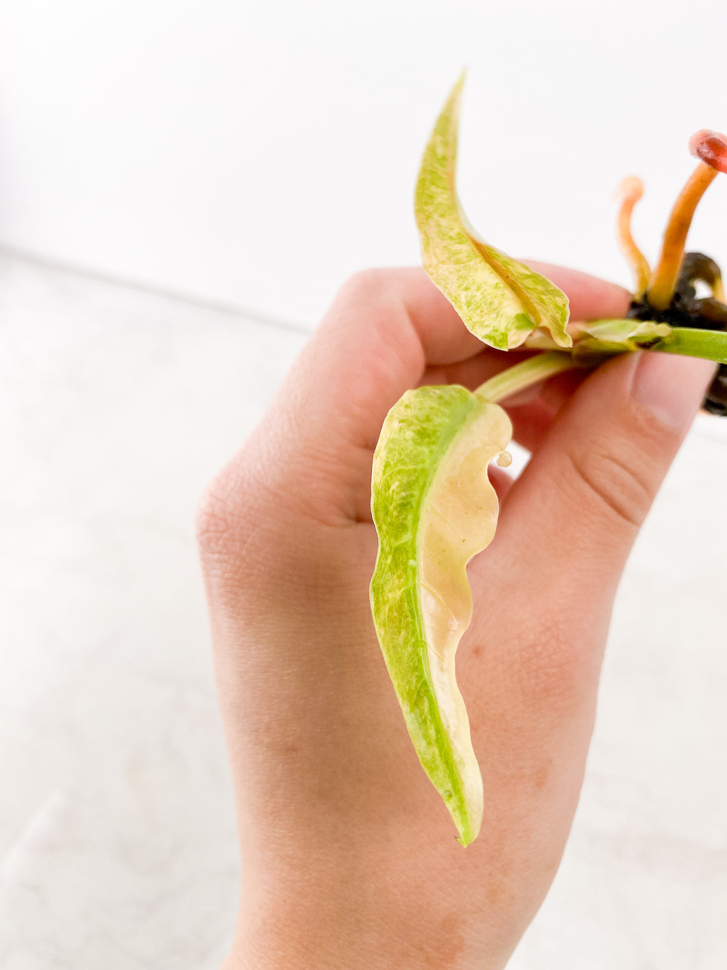 Anthurium Renaissance Variegated  3 leaves